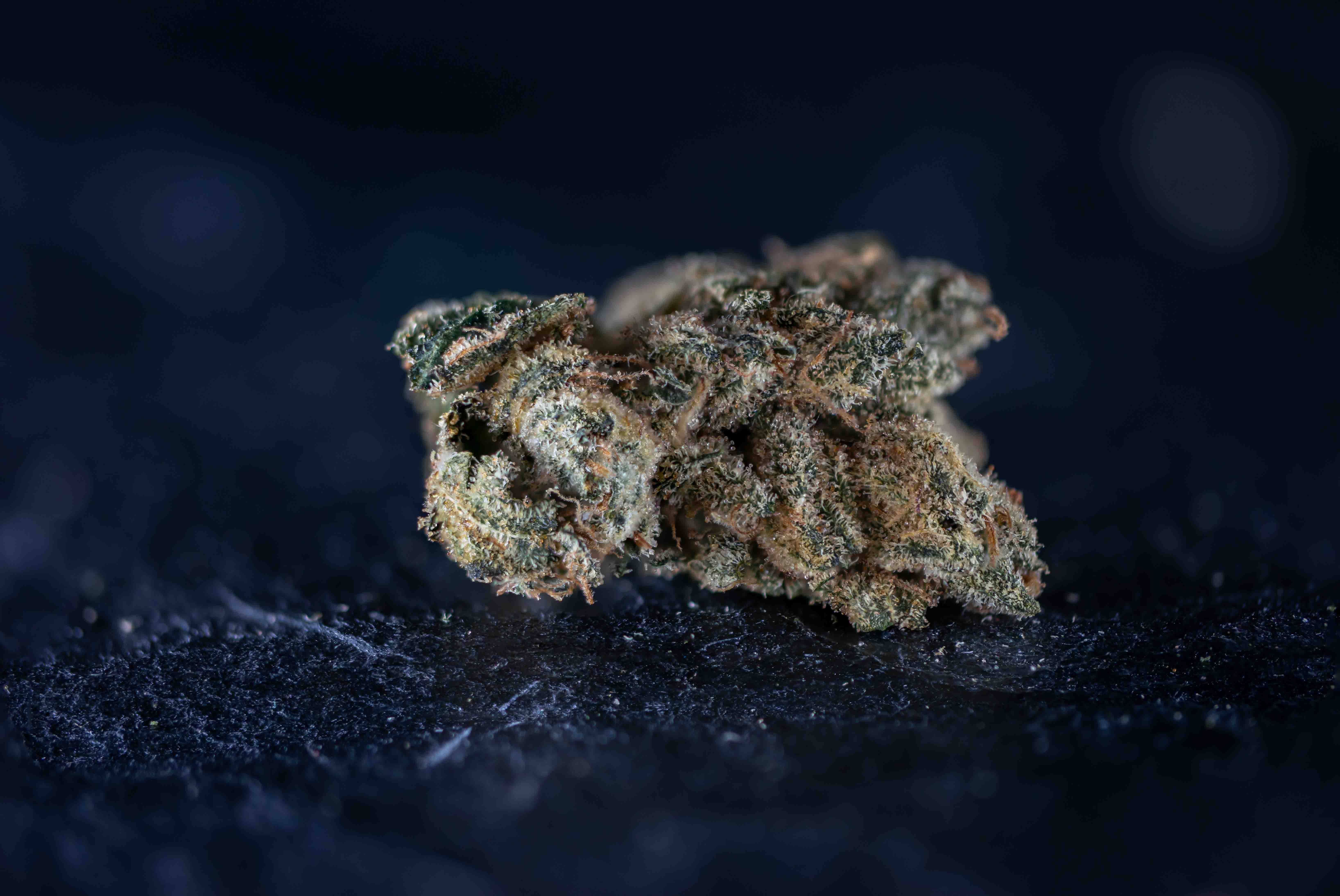 Race Fuel OG cannabis strain