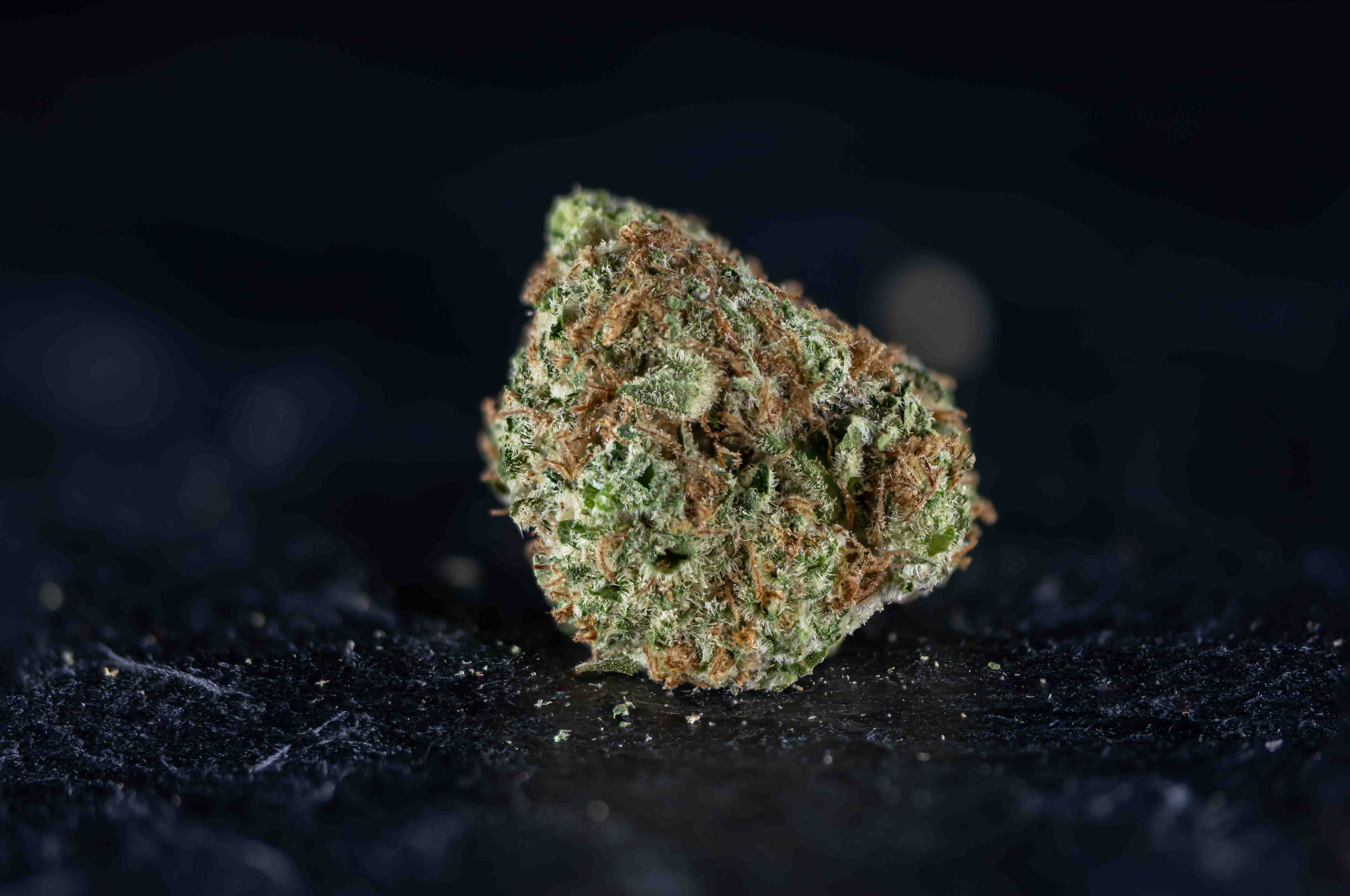 Santa Maria cannabis strain