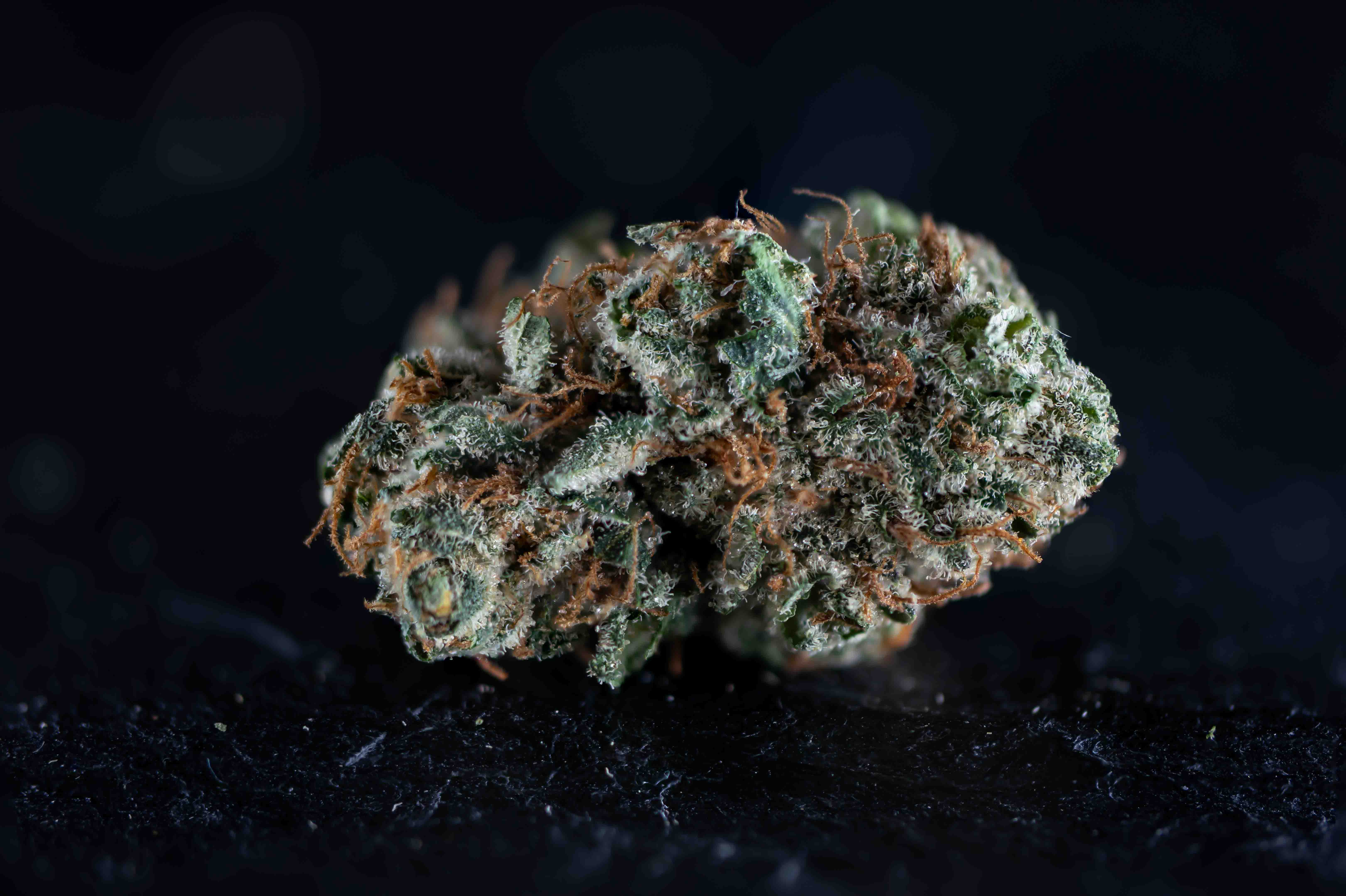 Rotten Candy cannabis strain