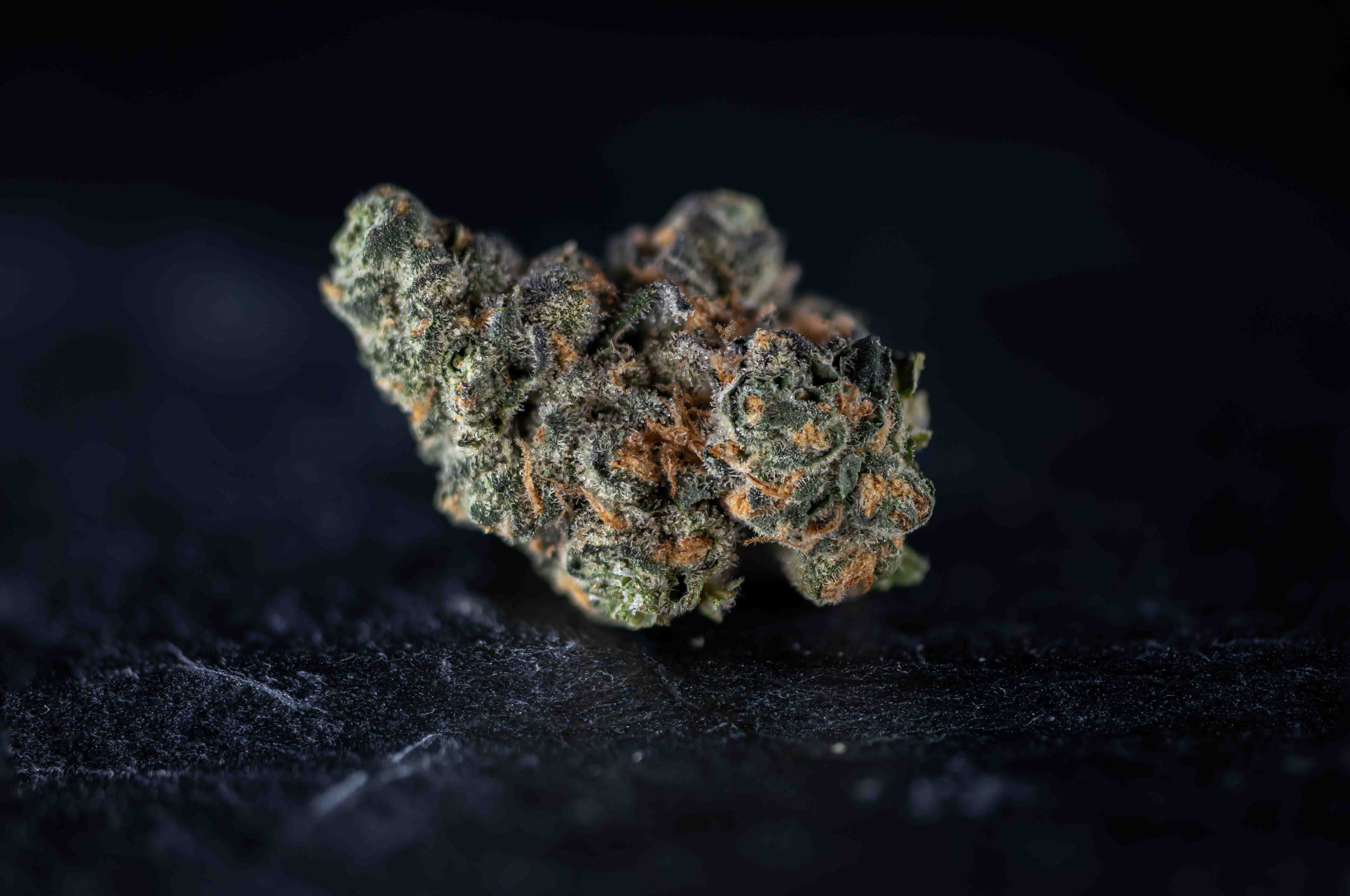 Biscotti cannabis strain