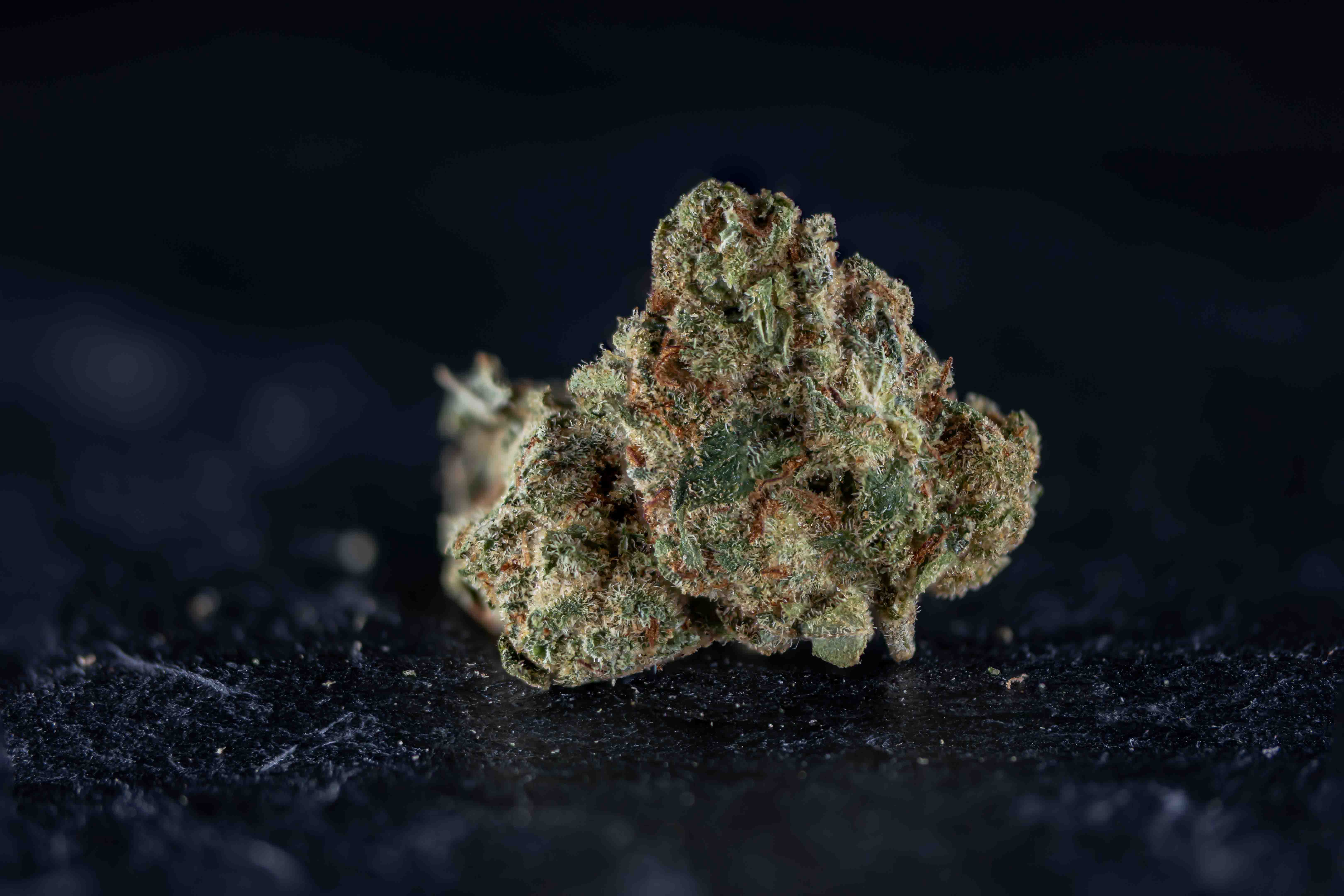 Skunk cannabis strain