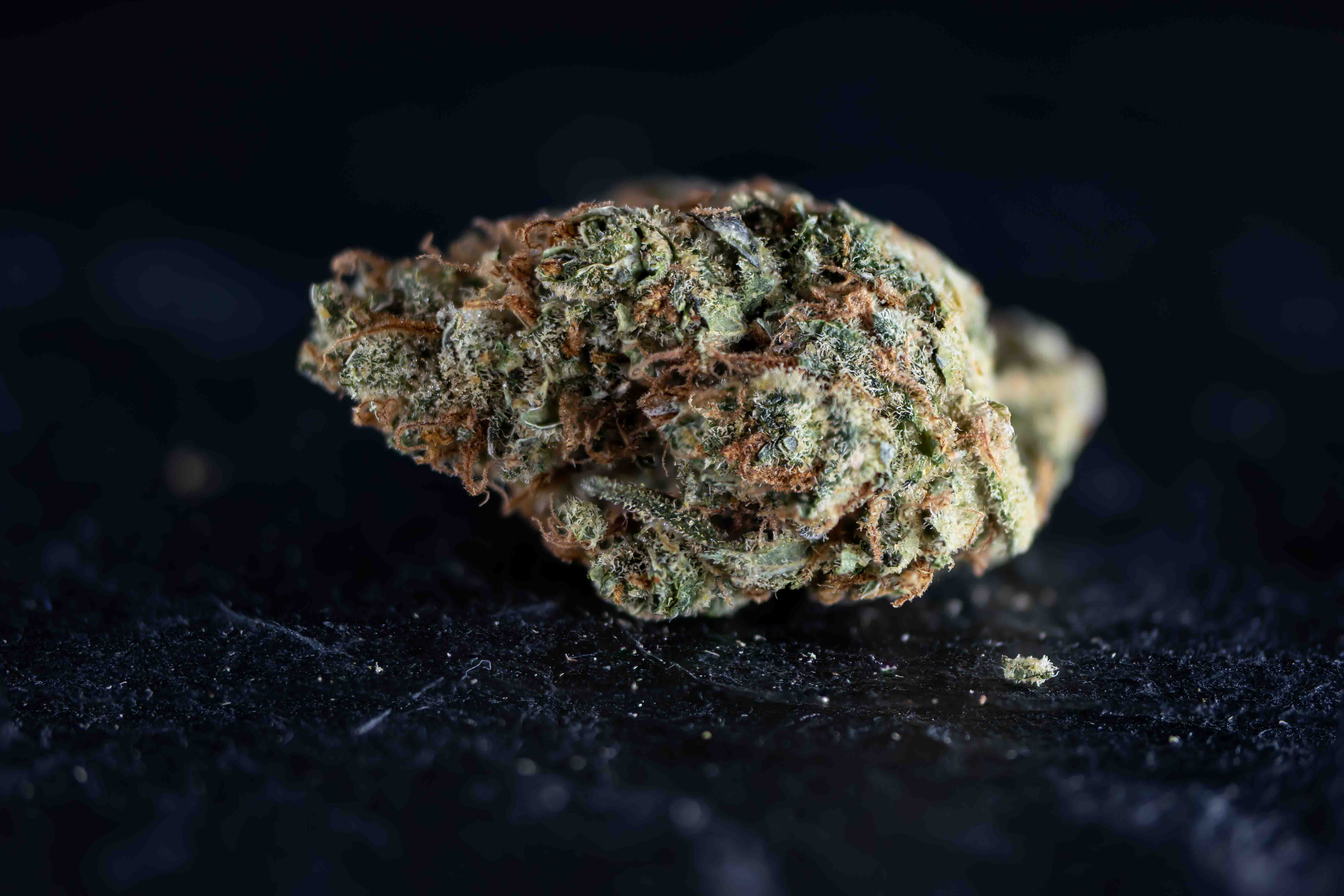 Amazing Haze cannabis strain