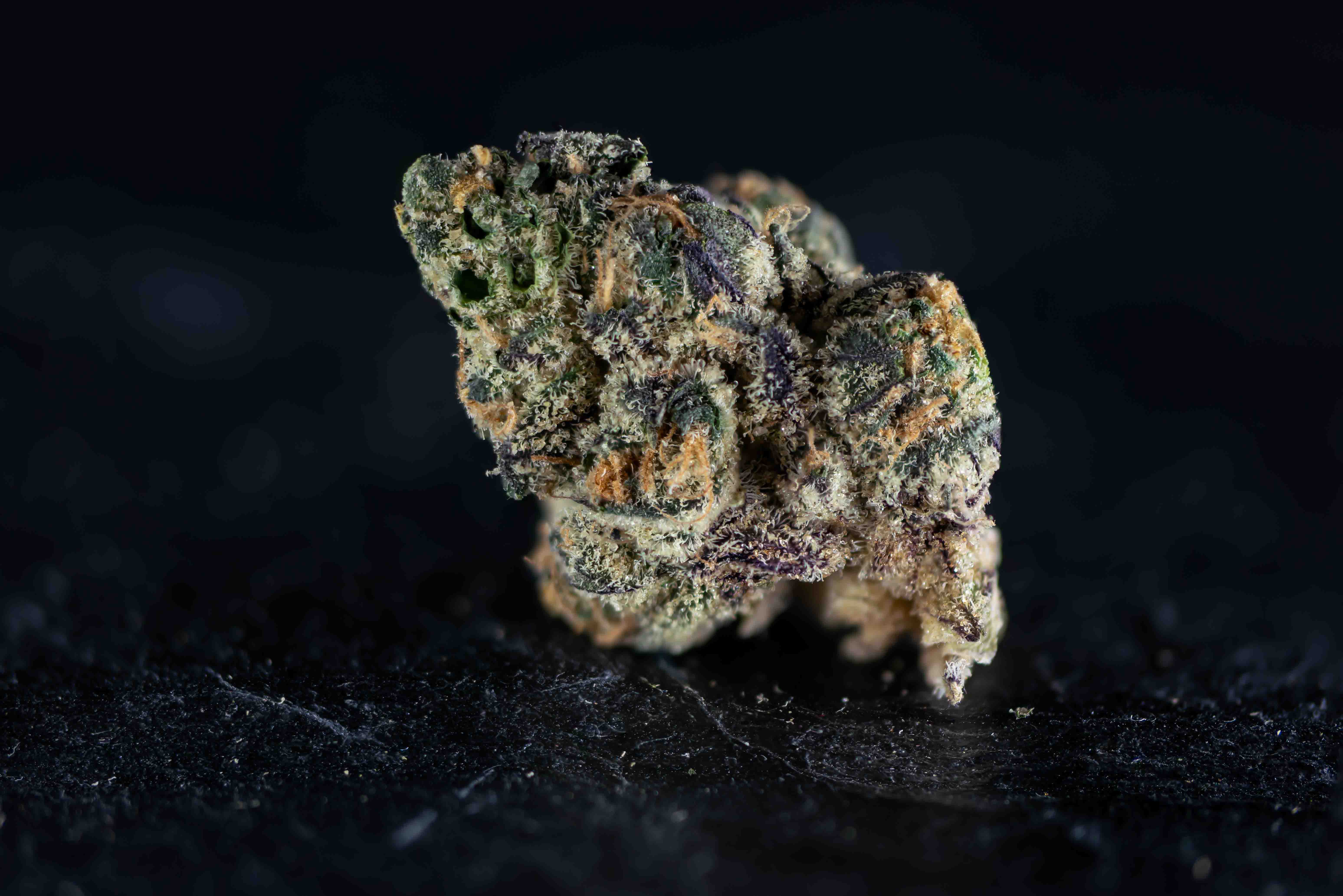 Mango Sunsetz cannabis strain