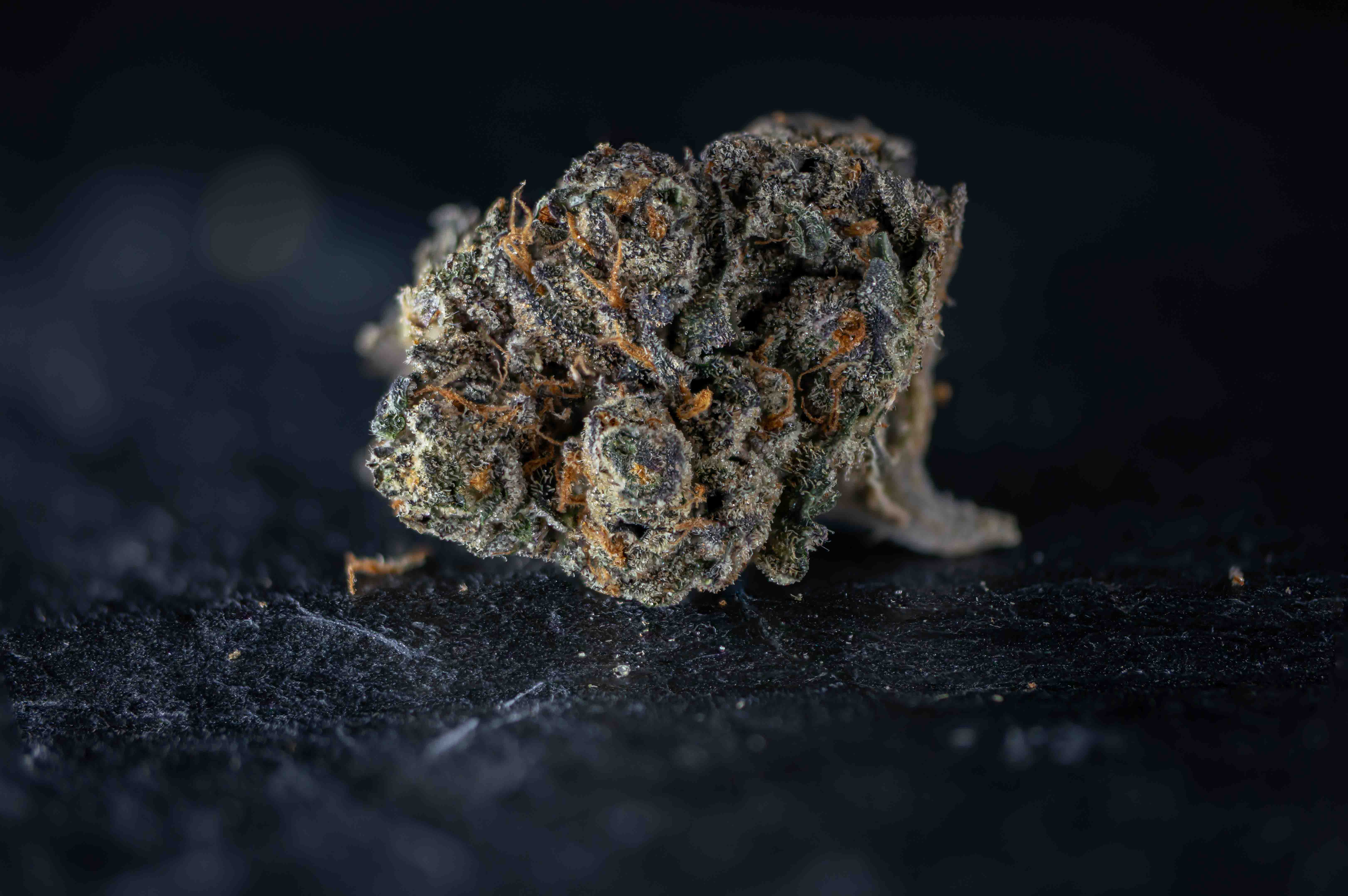 Gelato #41 by Hollandse Hoogtes cannabis strain