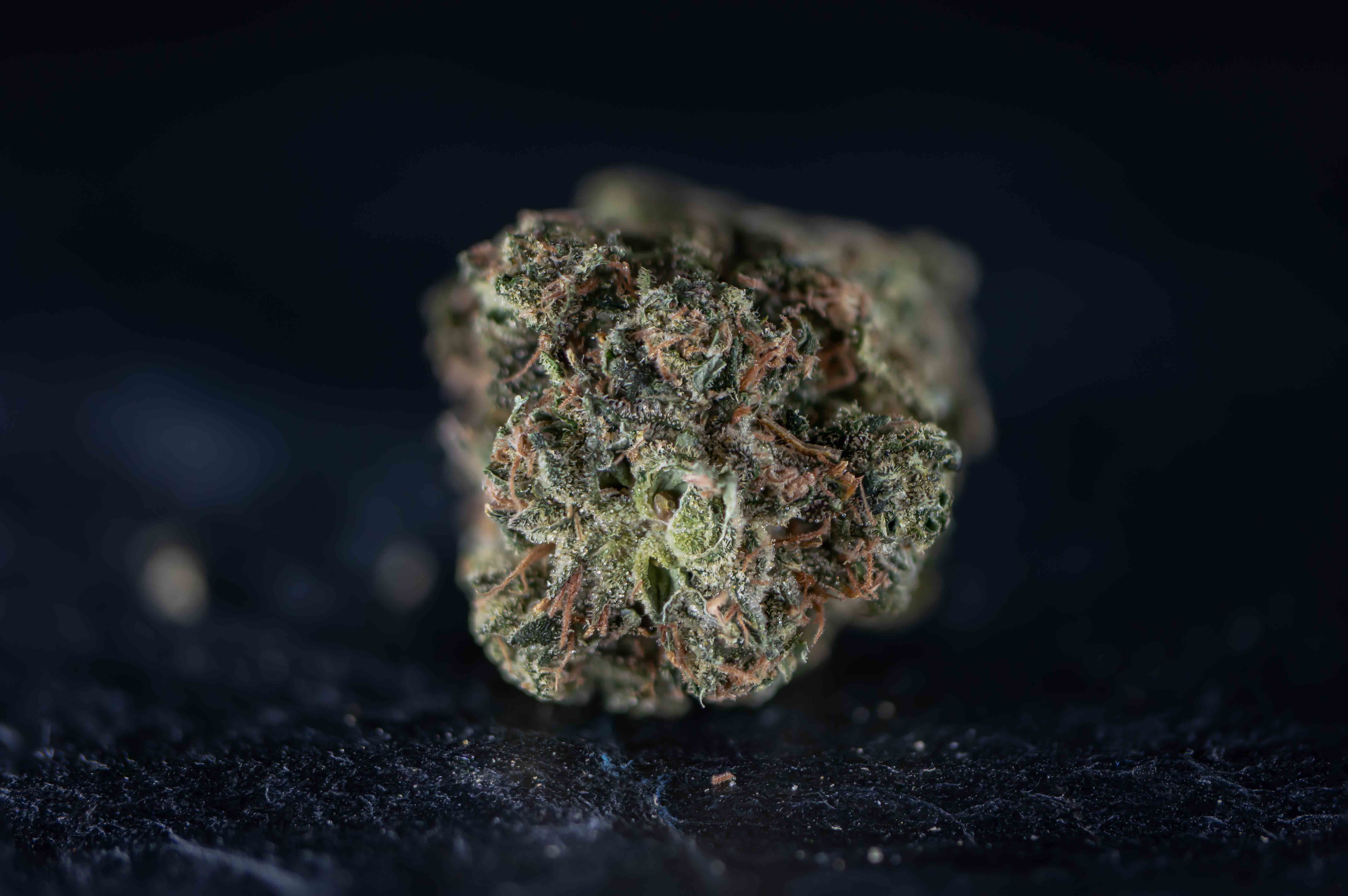 Exodus Cheese by Hollandse Hoogtes cannabis strain