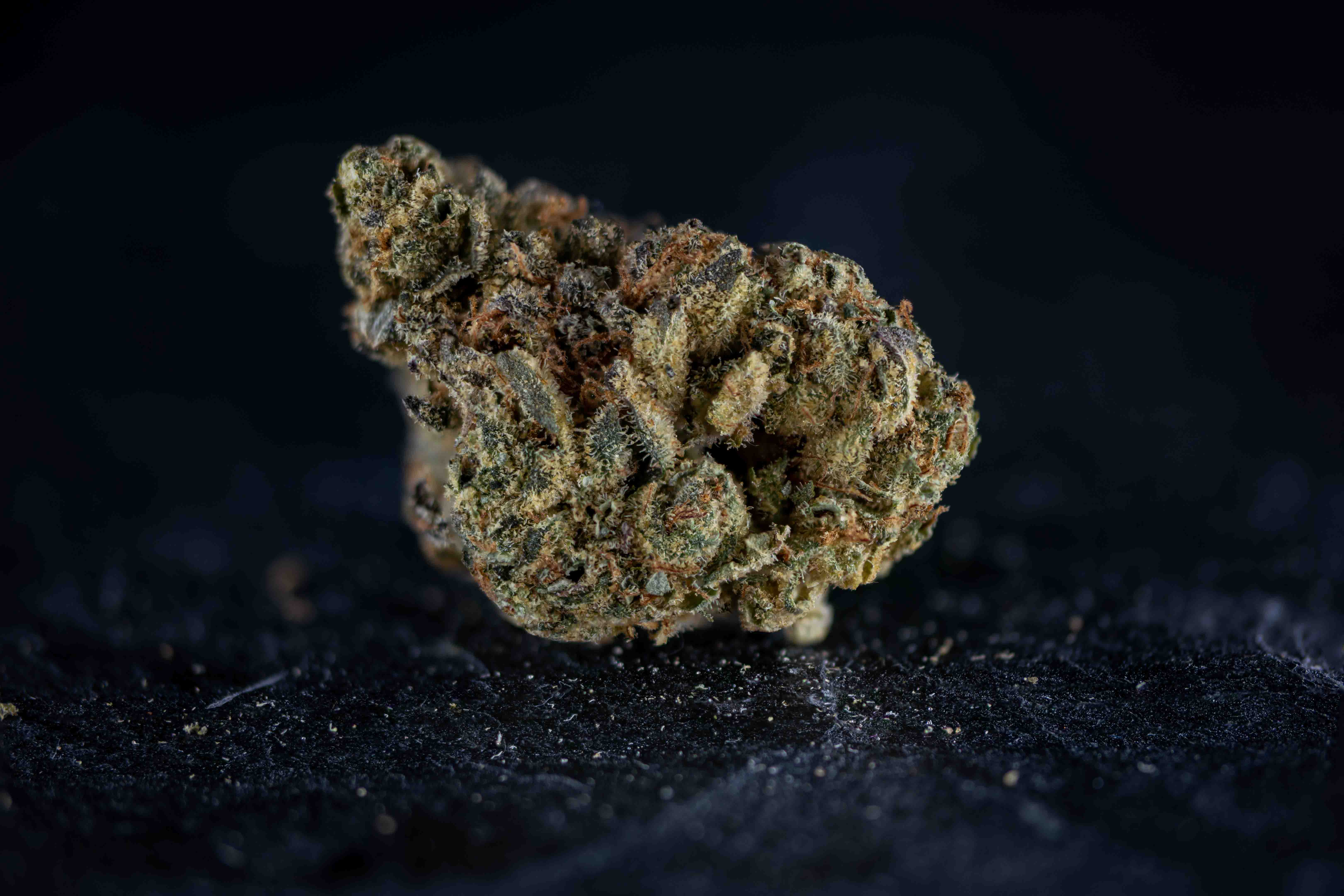 Gastronaut cannabis strain