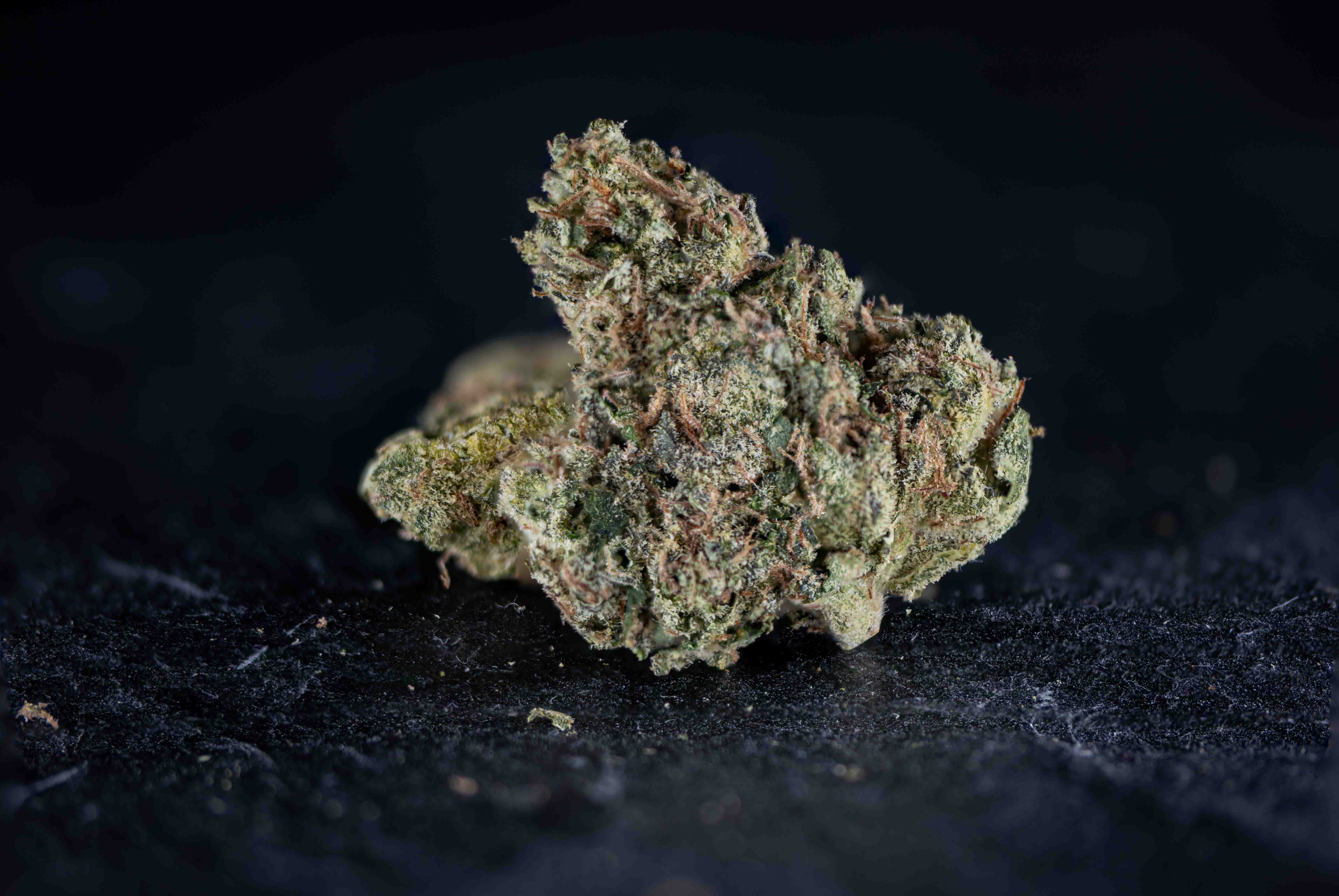 Headbanger cannabis strain