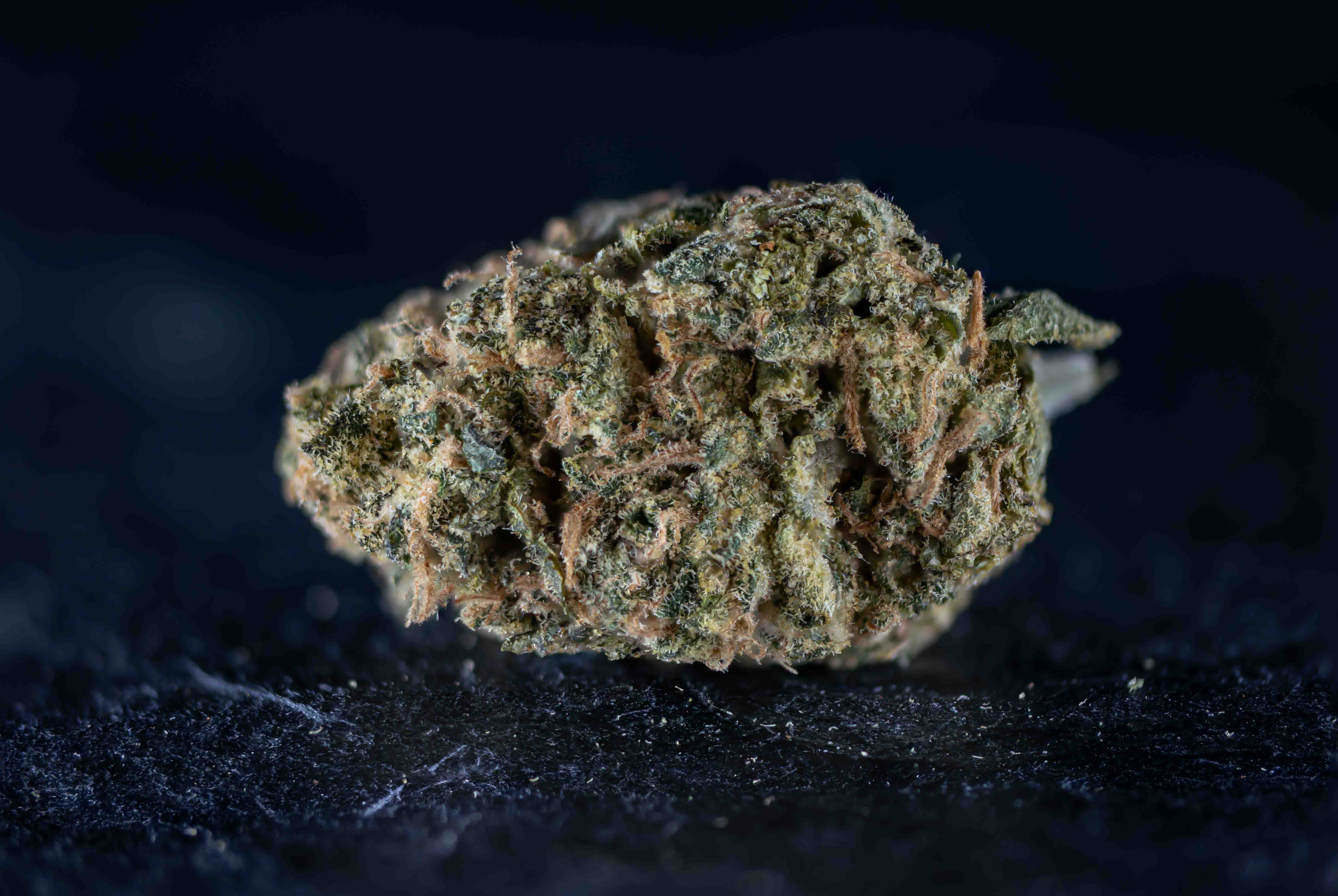 ZiZi cannabis strain