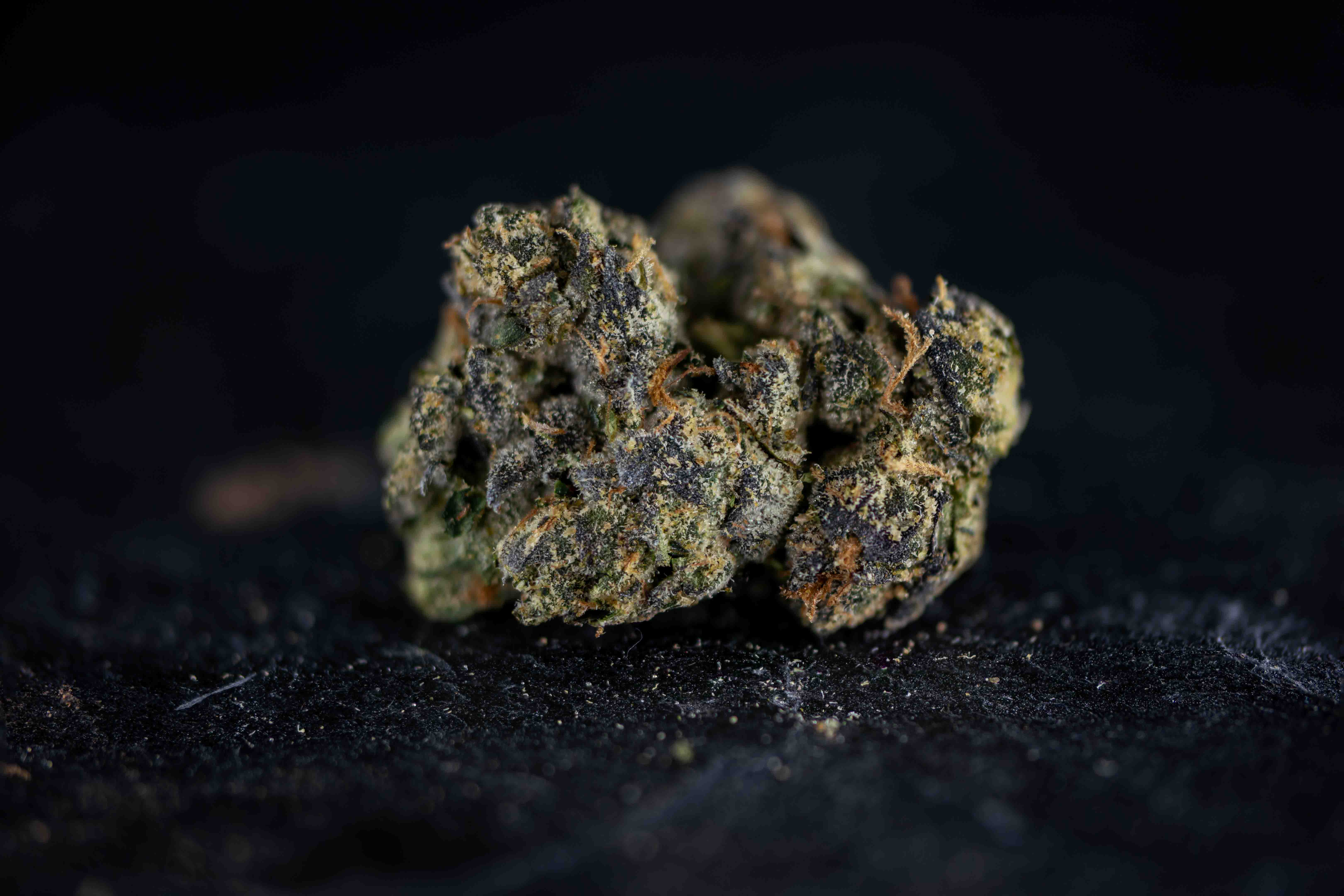 Kensington Kush by Q-Farms cannabis strain