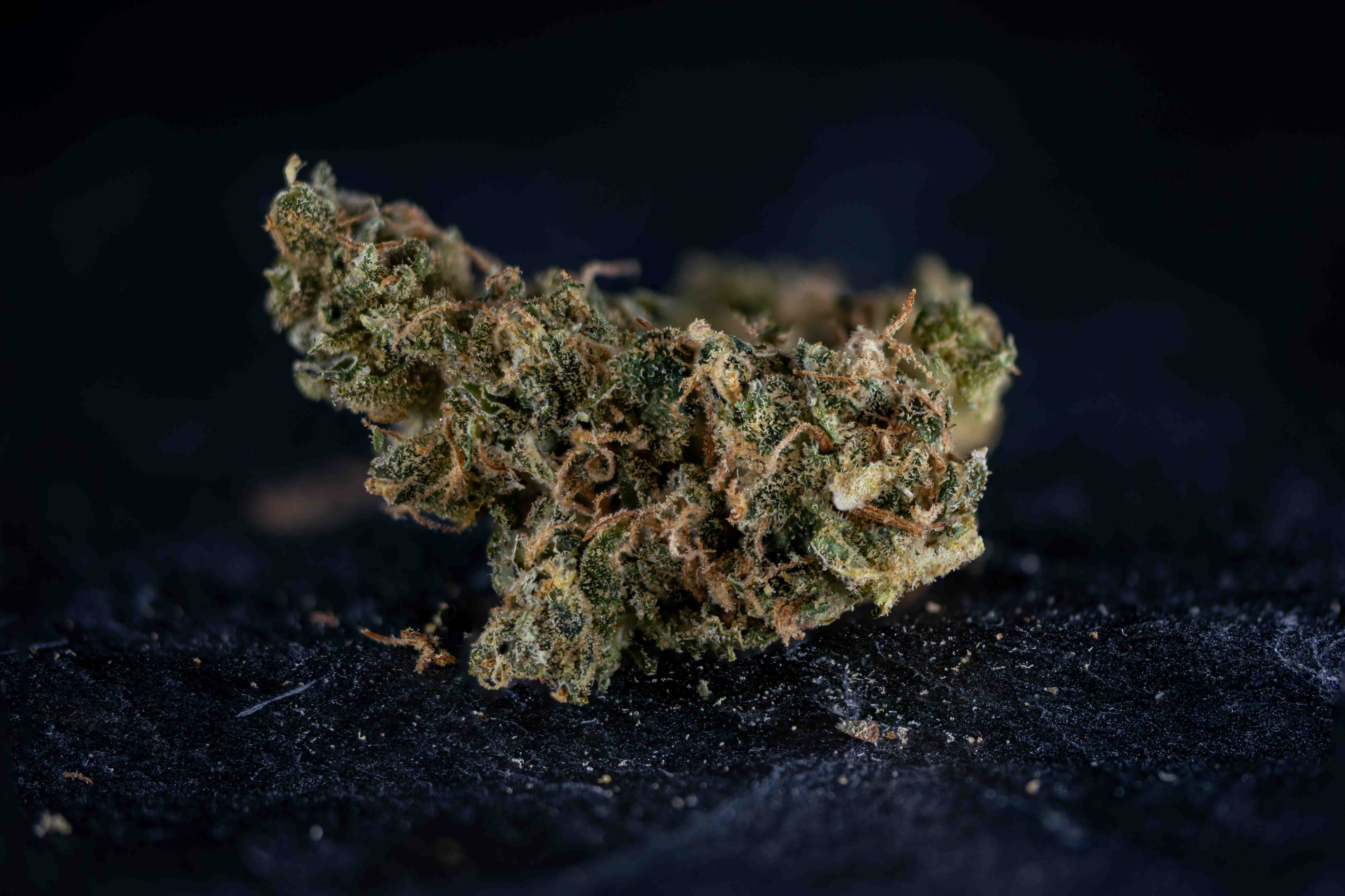 Terpy Slurpy by Aardachtig cannabis strain