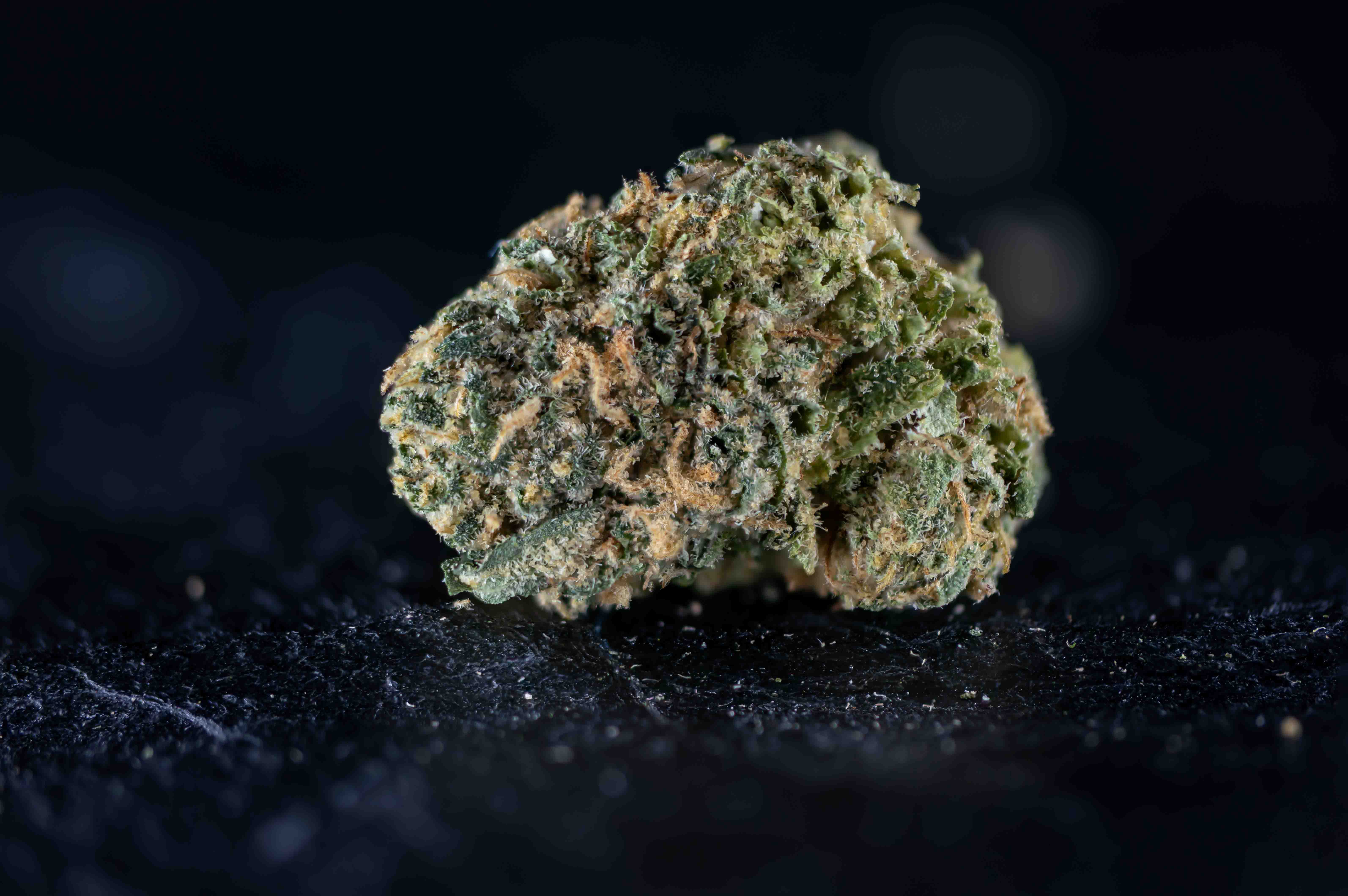 ZoZ by Q-Farms cannabis strain