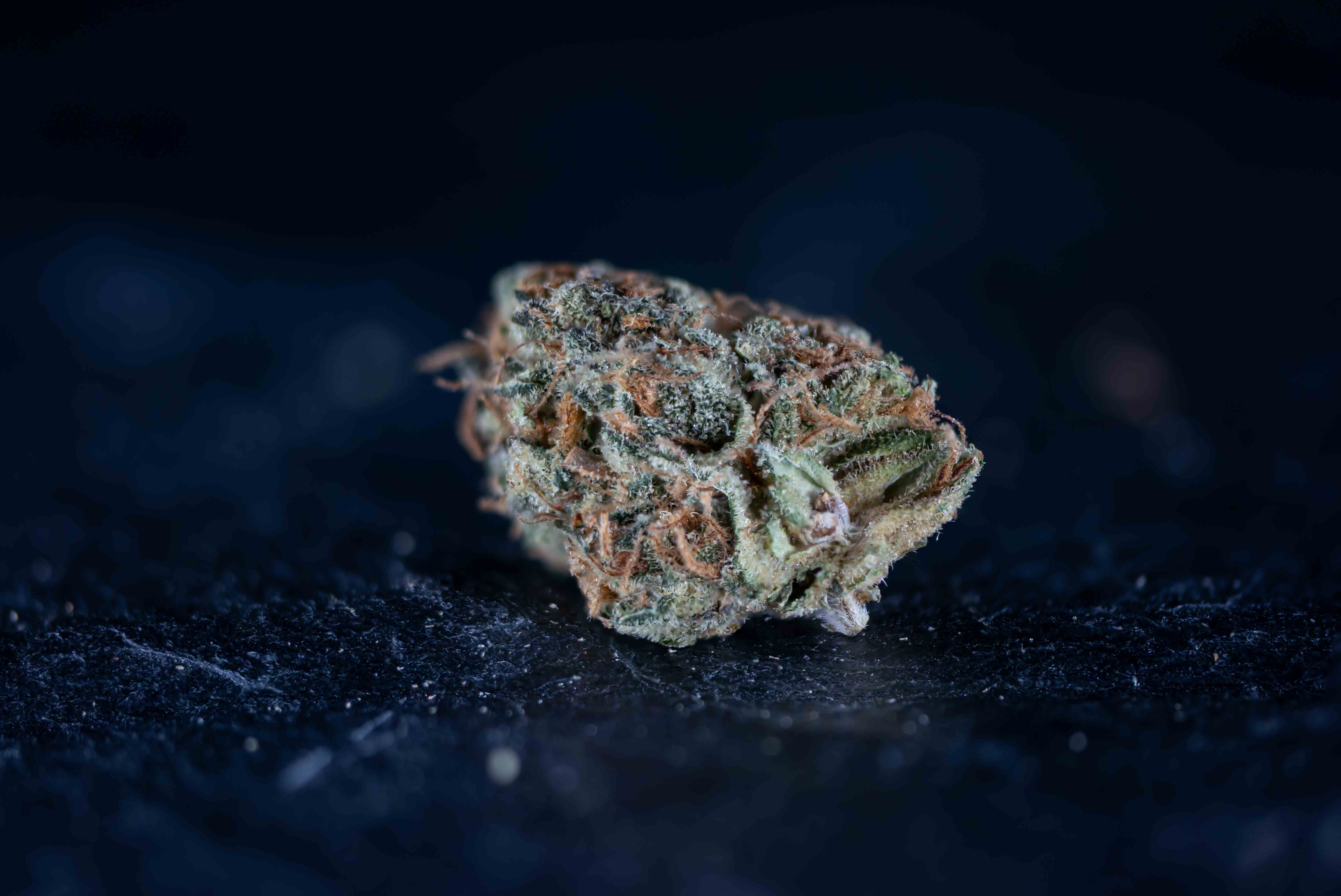 Zowahh by Hollandse Hoogtes cannabis strain