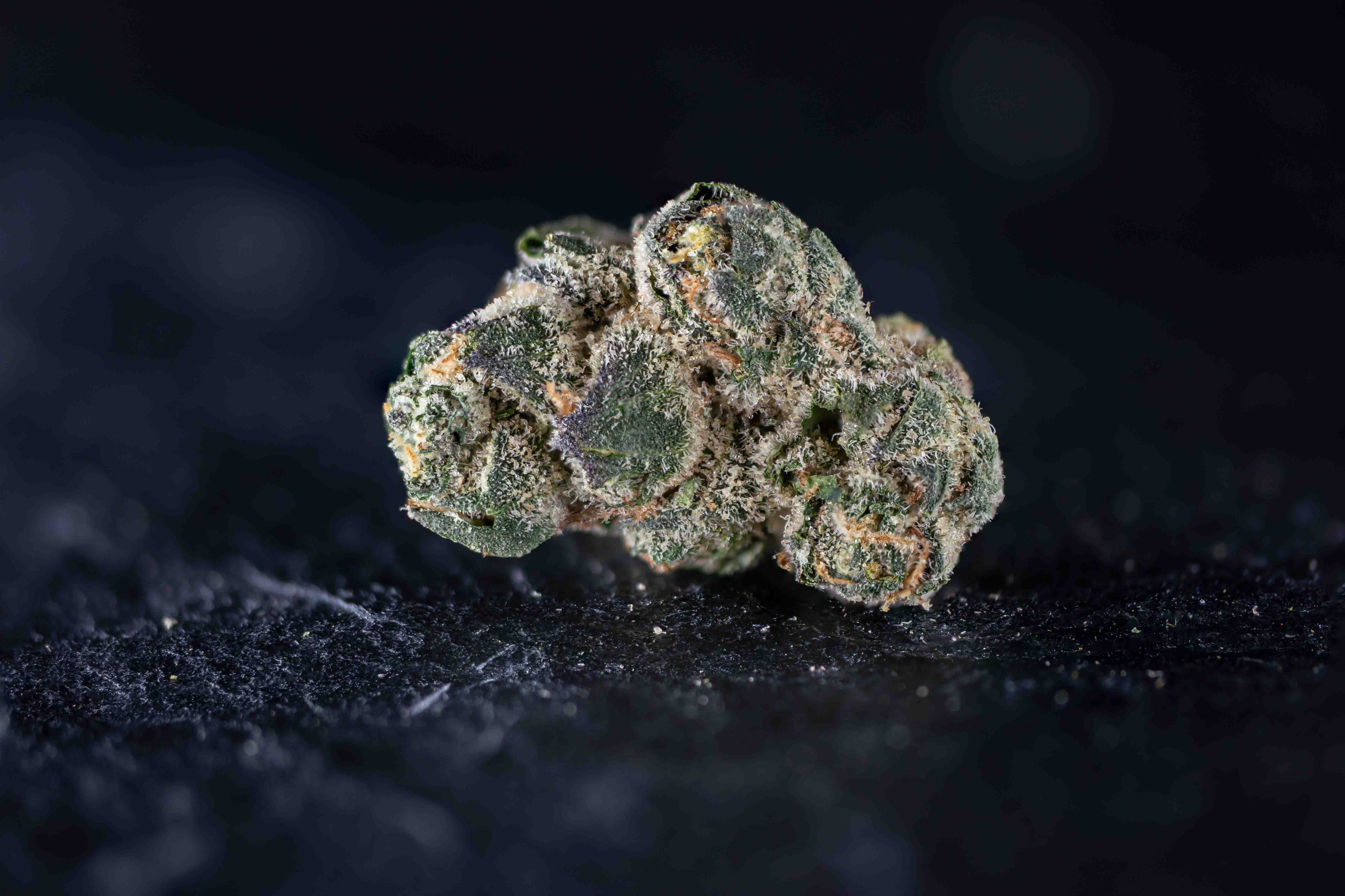 Purple Geisha by Q-Farms cannabis strain