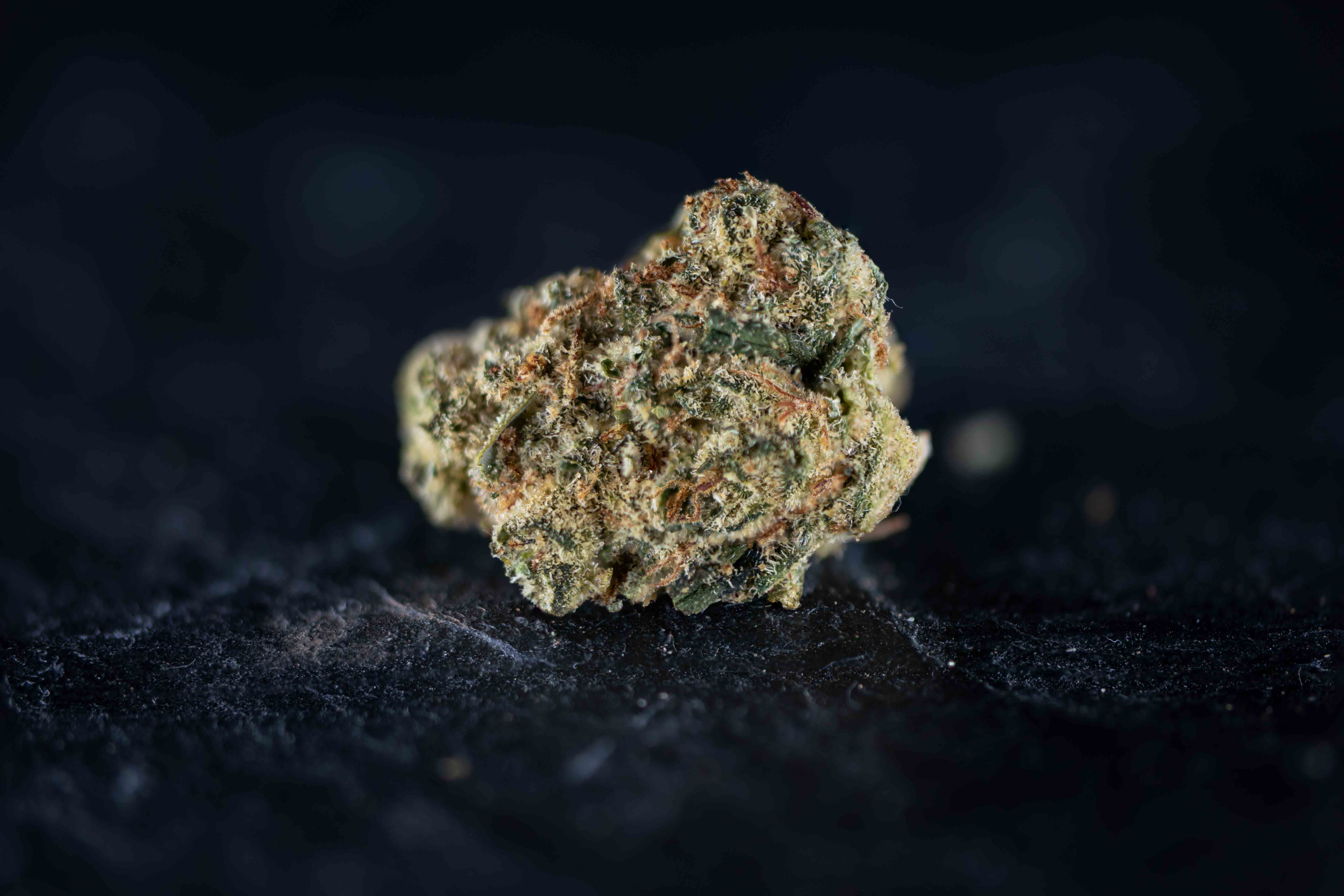 Amnesia by Linsboer cannabis strain