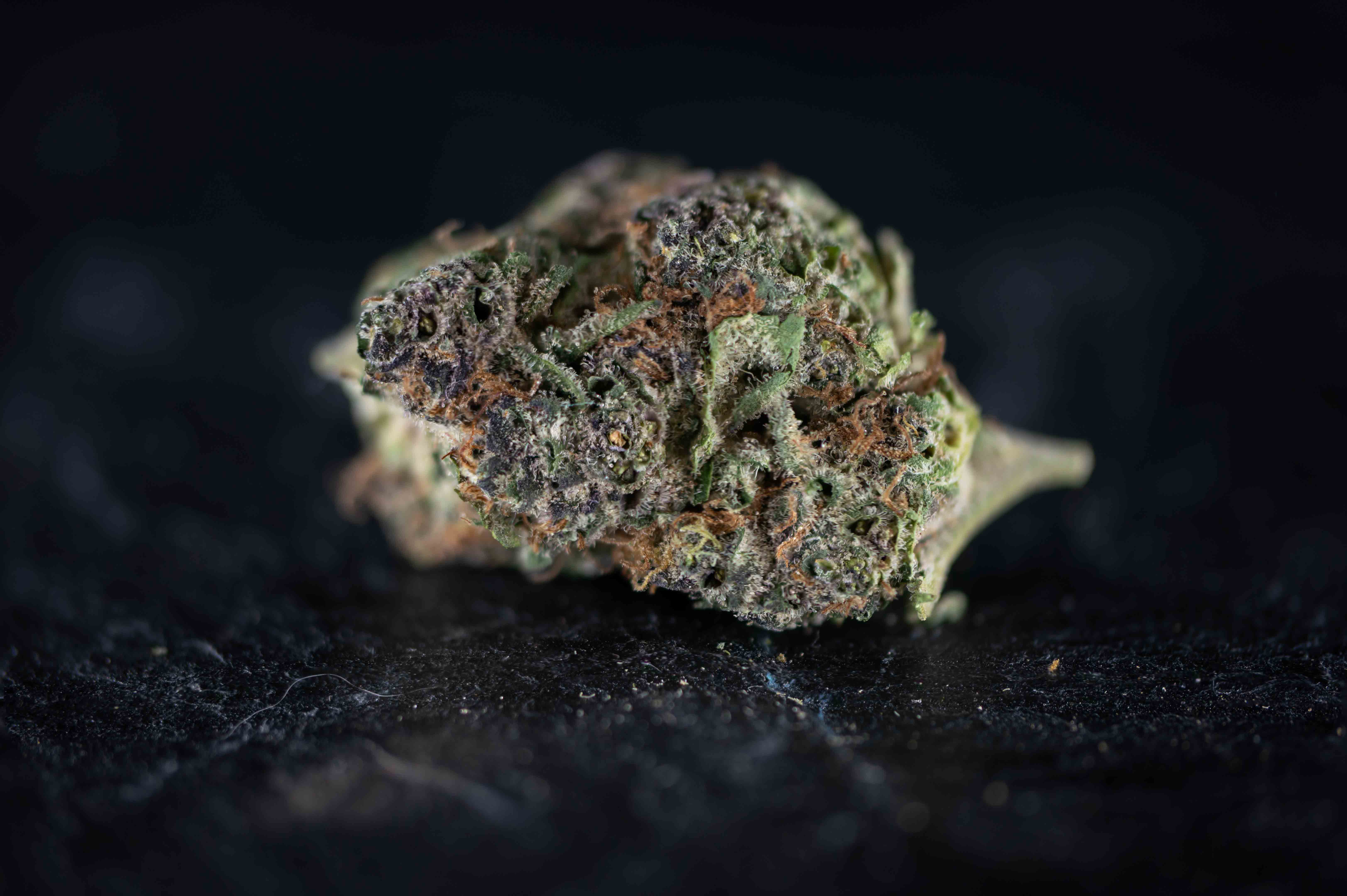 Berry Brulee by Growery cannabis strain