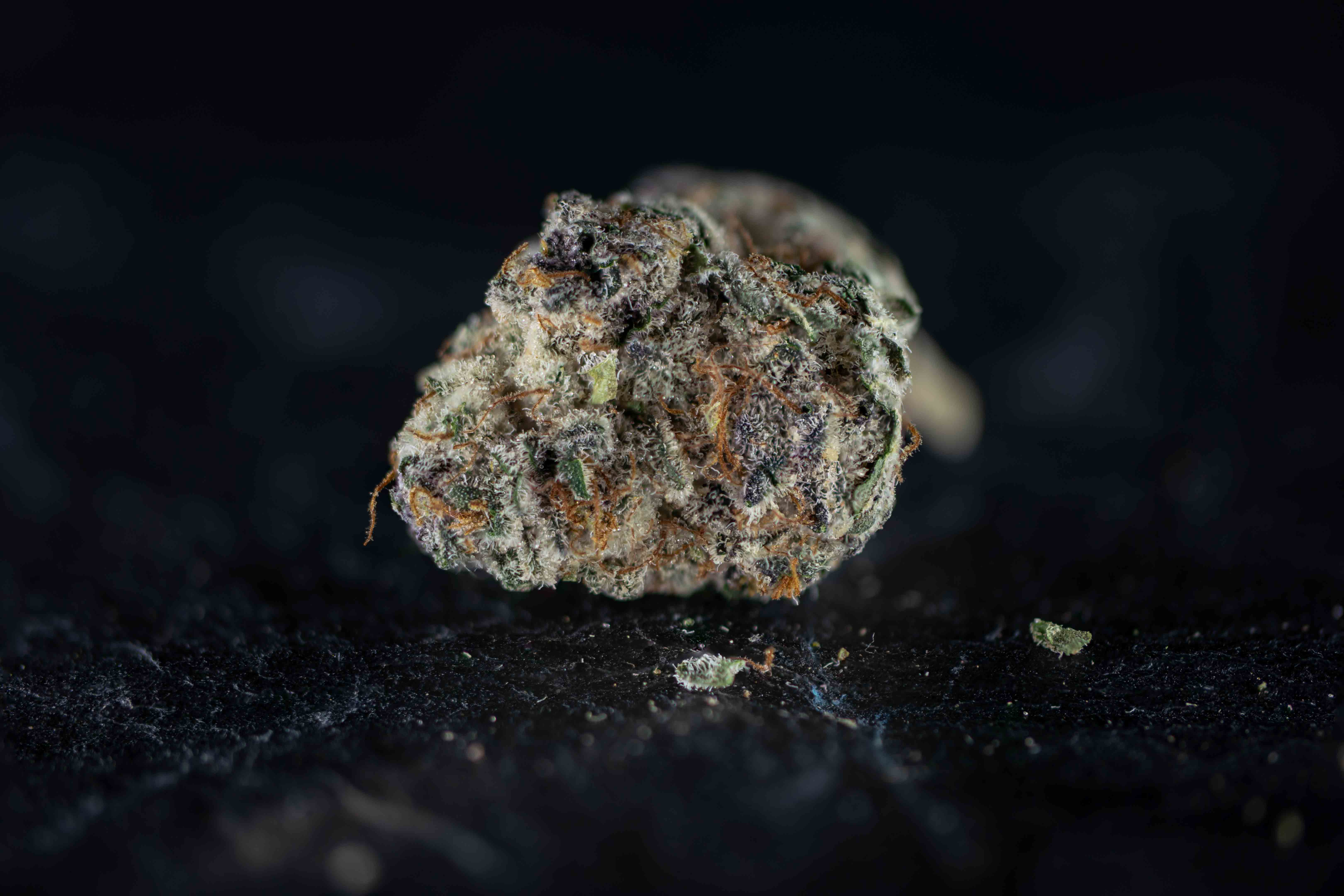 Super Buff Cherry by Growery cannabis strain