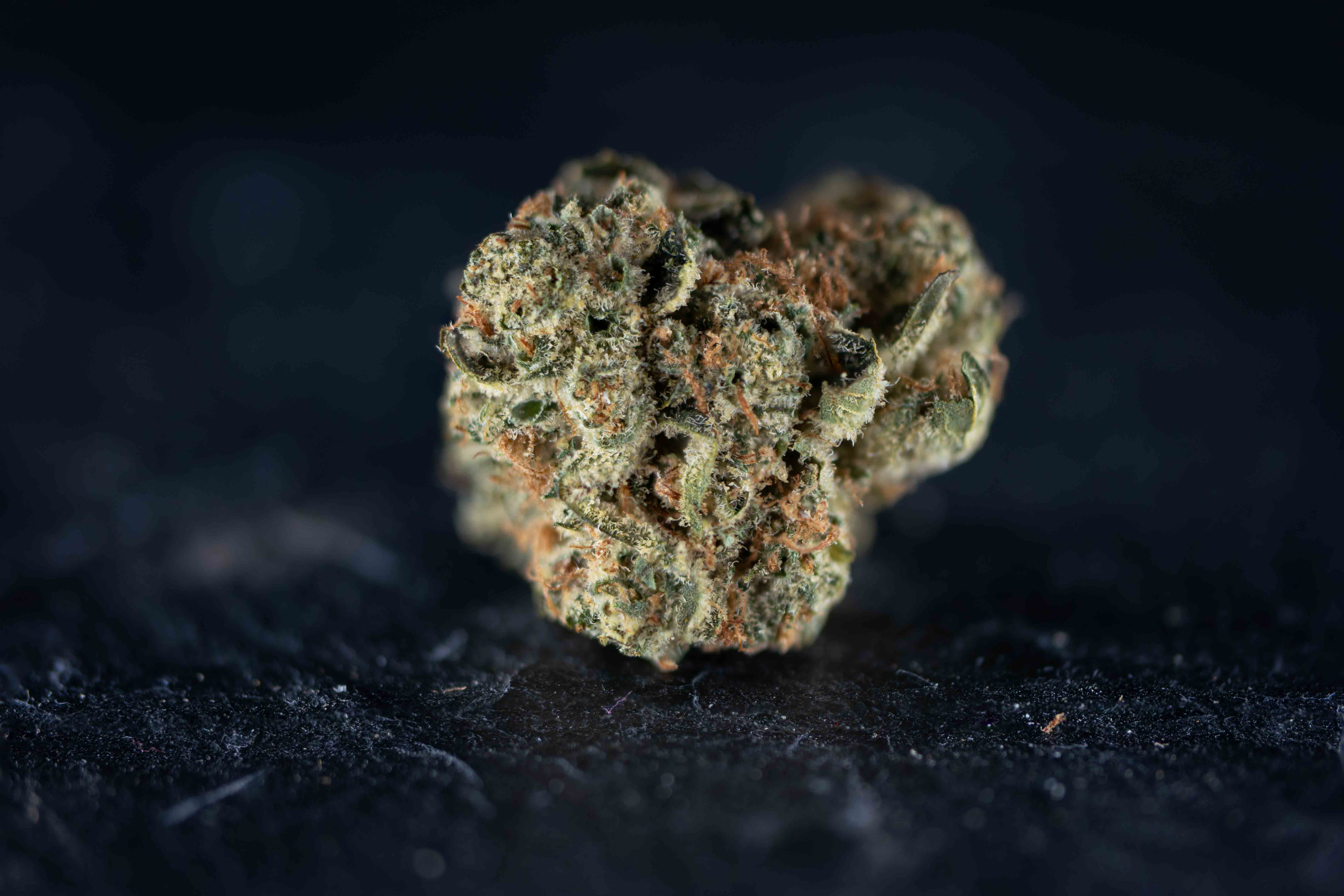 Sunsetz by Q-Farms cannabis strain
