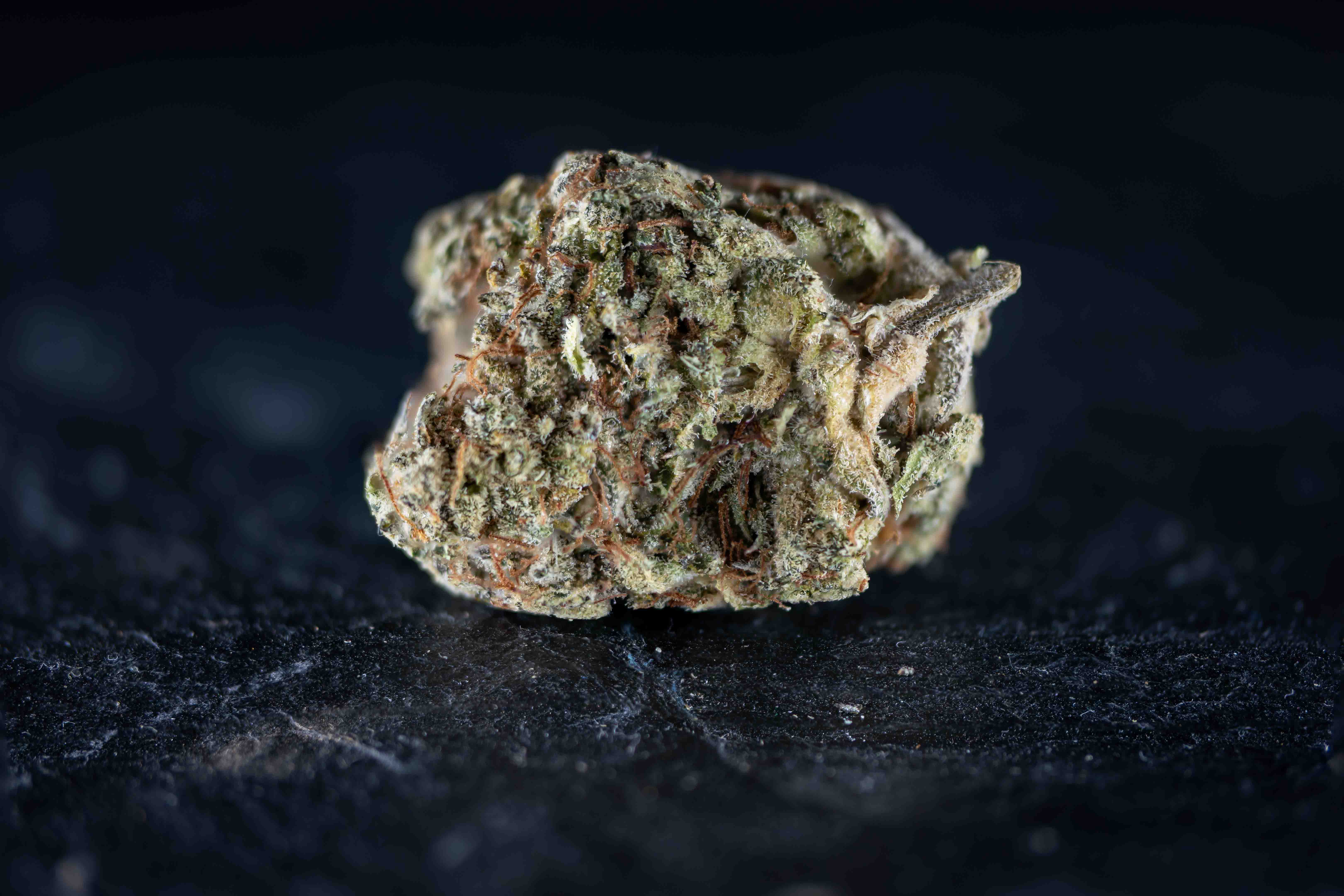 Spicebomb by Hollandse Hoogtes cannabis strain