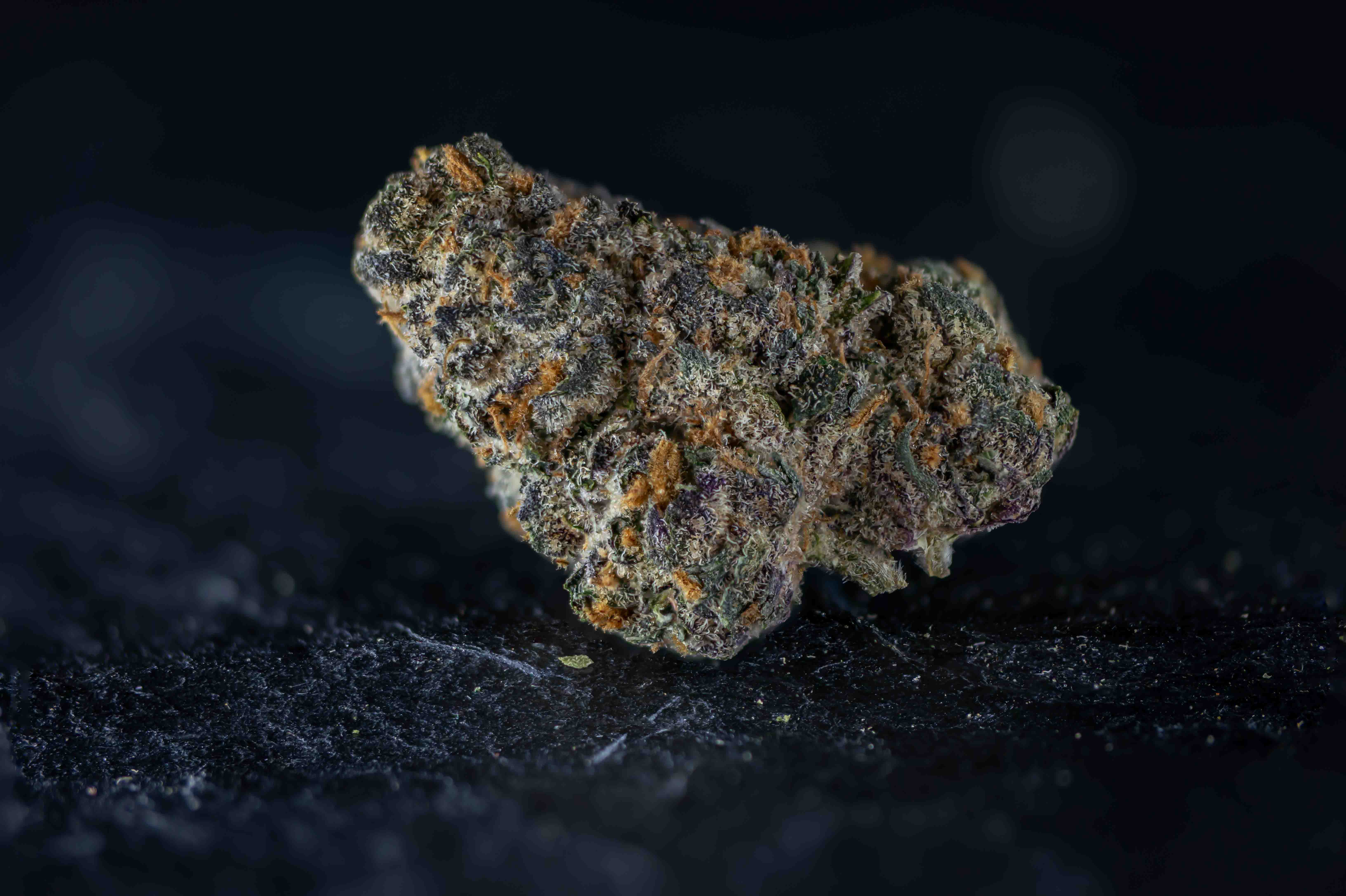 RS #11 by FYTA cannabis strain