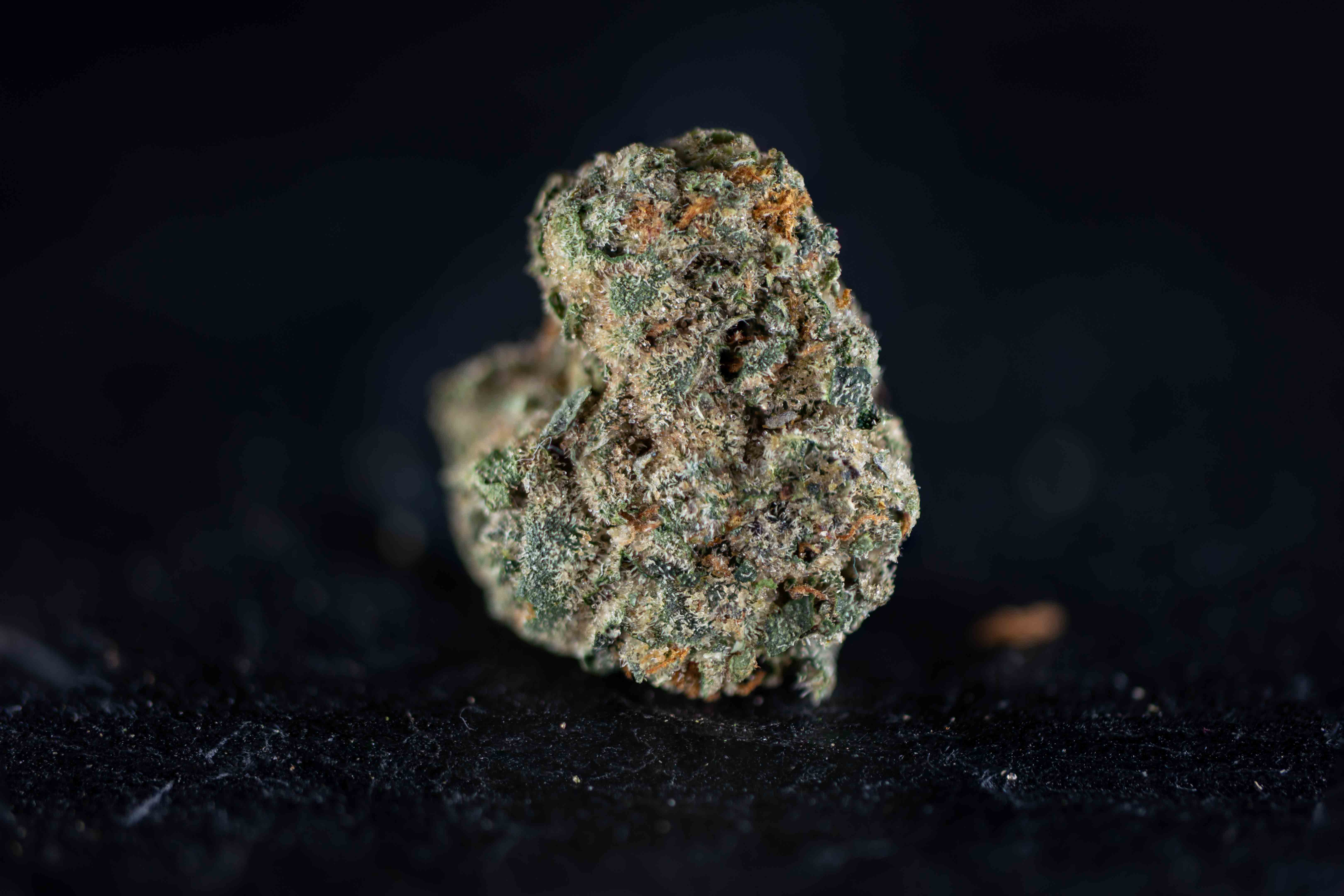 Black Sherbet by Linsboer cannabis strain