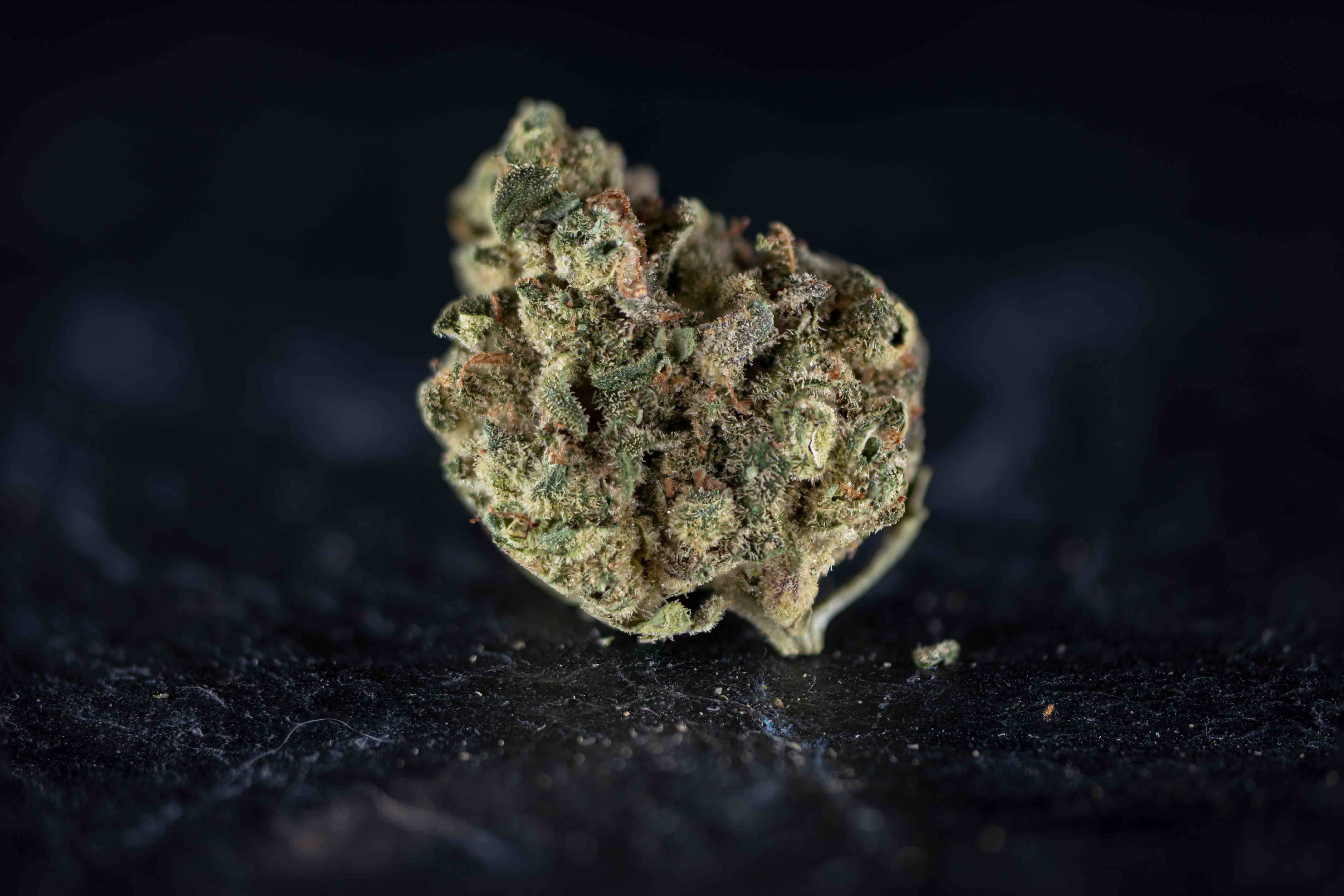 Cheese Cake by Growery cannabis strain