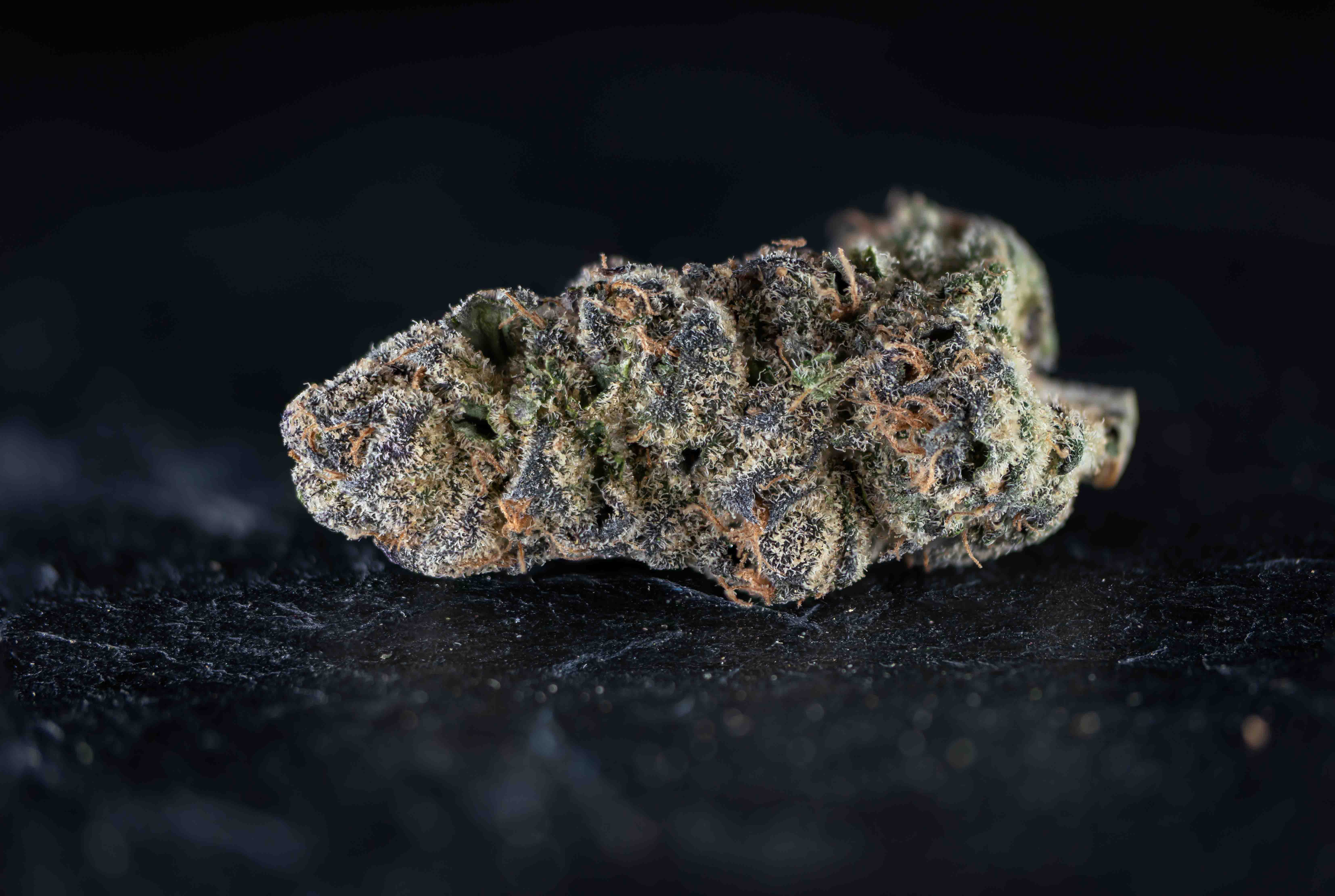 Creaminal Sherbert cannabis strain