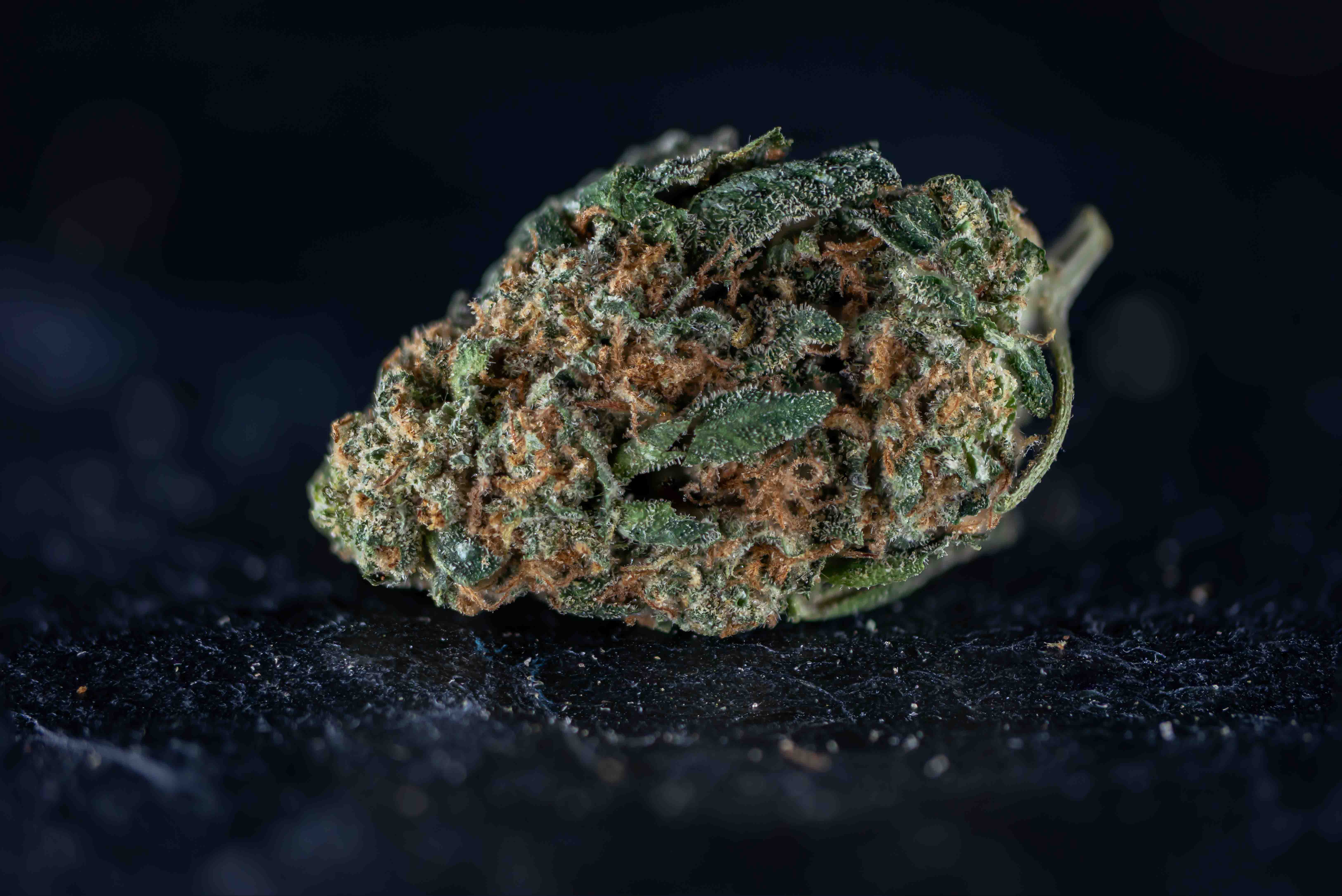 Sour Z cannabis strain