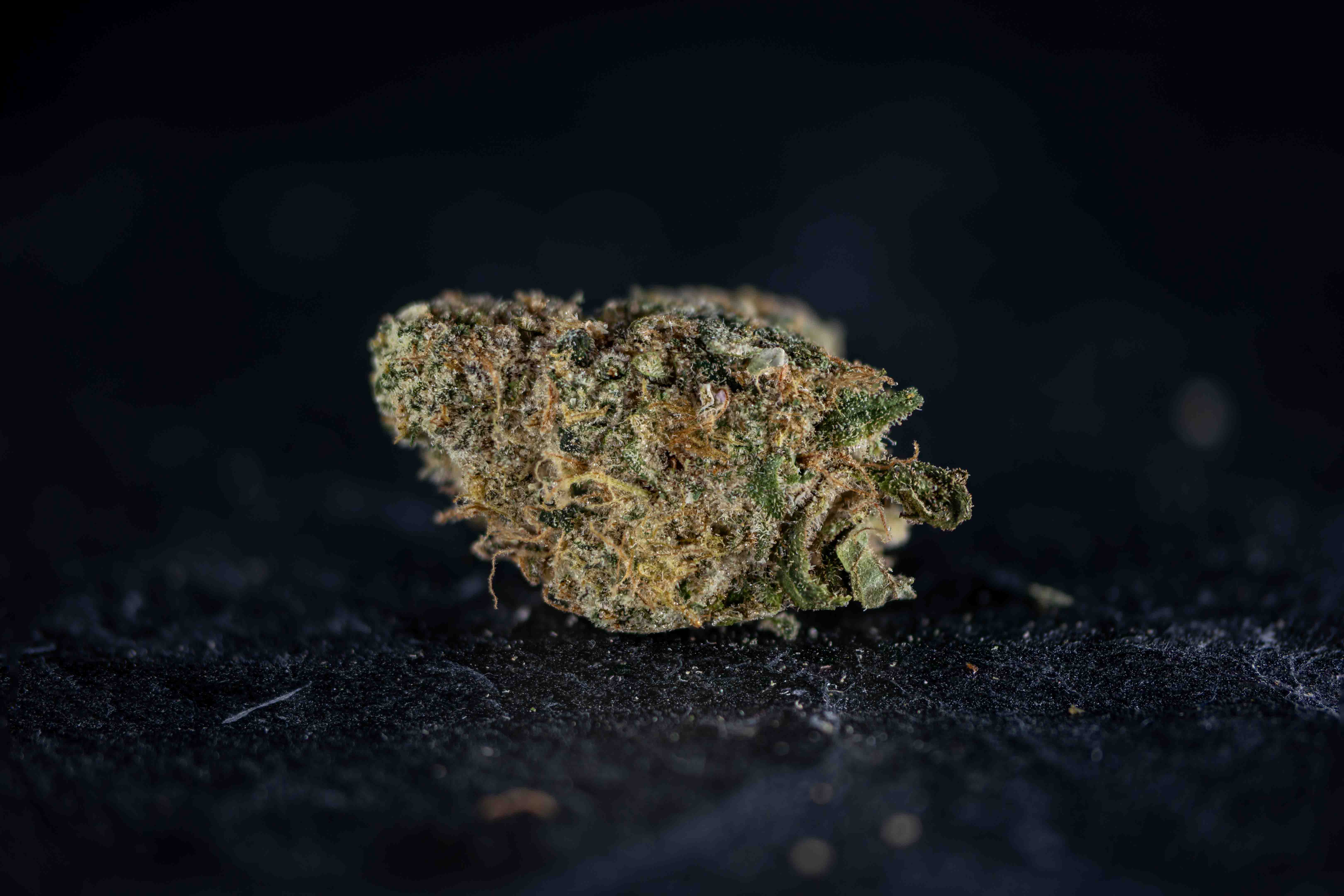 Tangerine cannabis strain