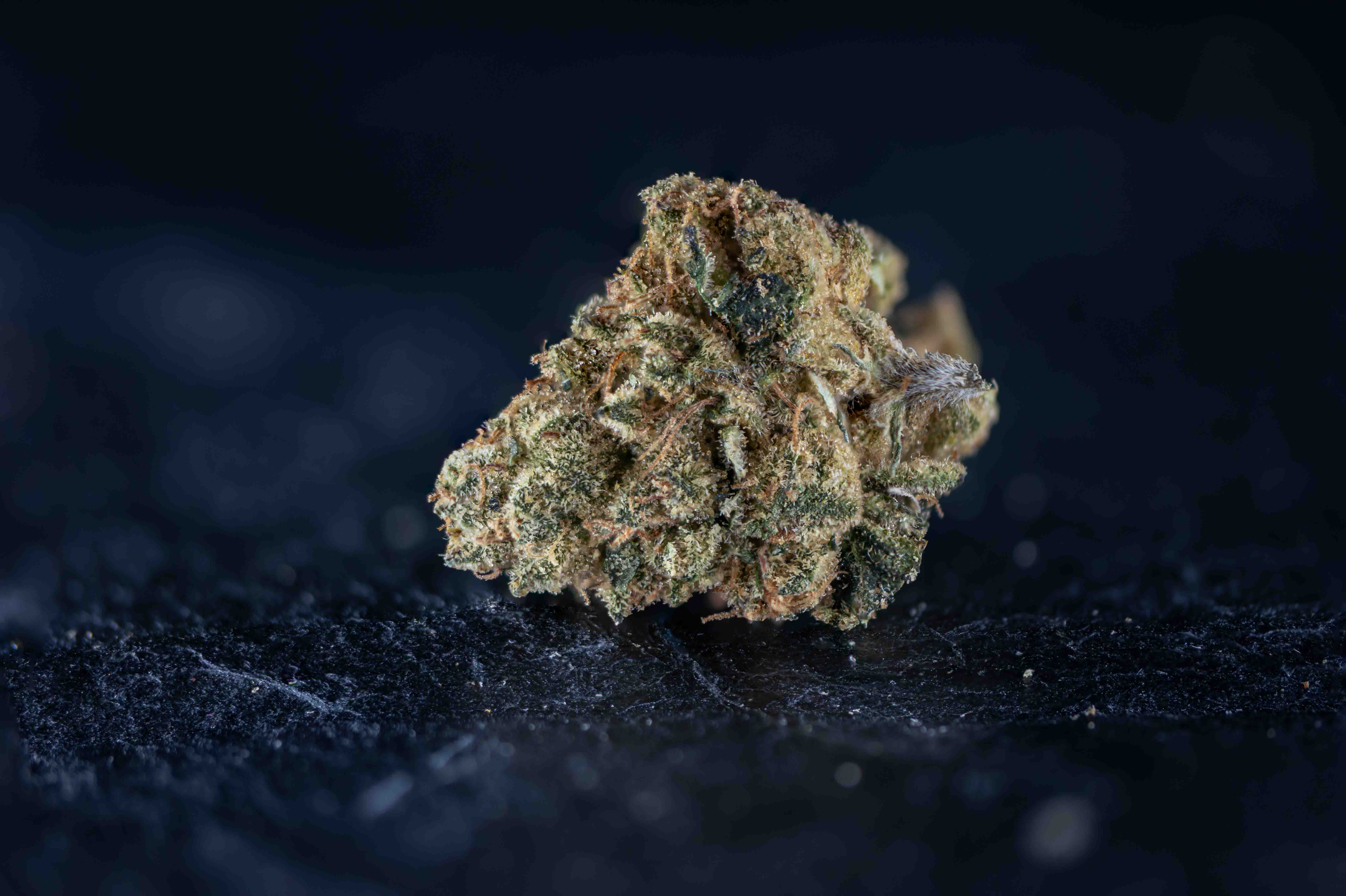 Club Kush cannabis strain