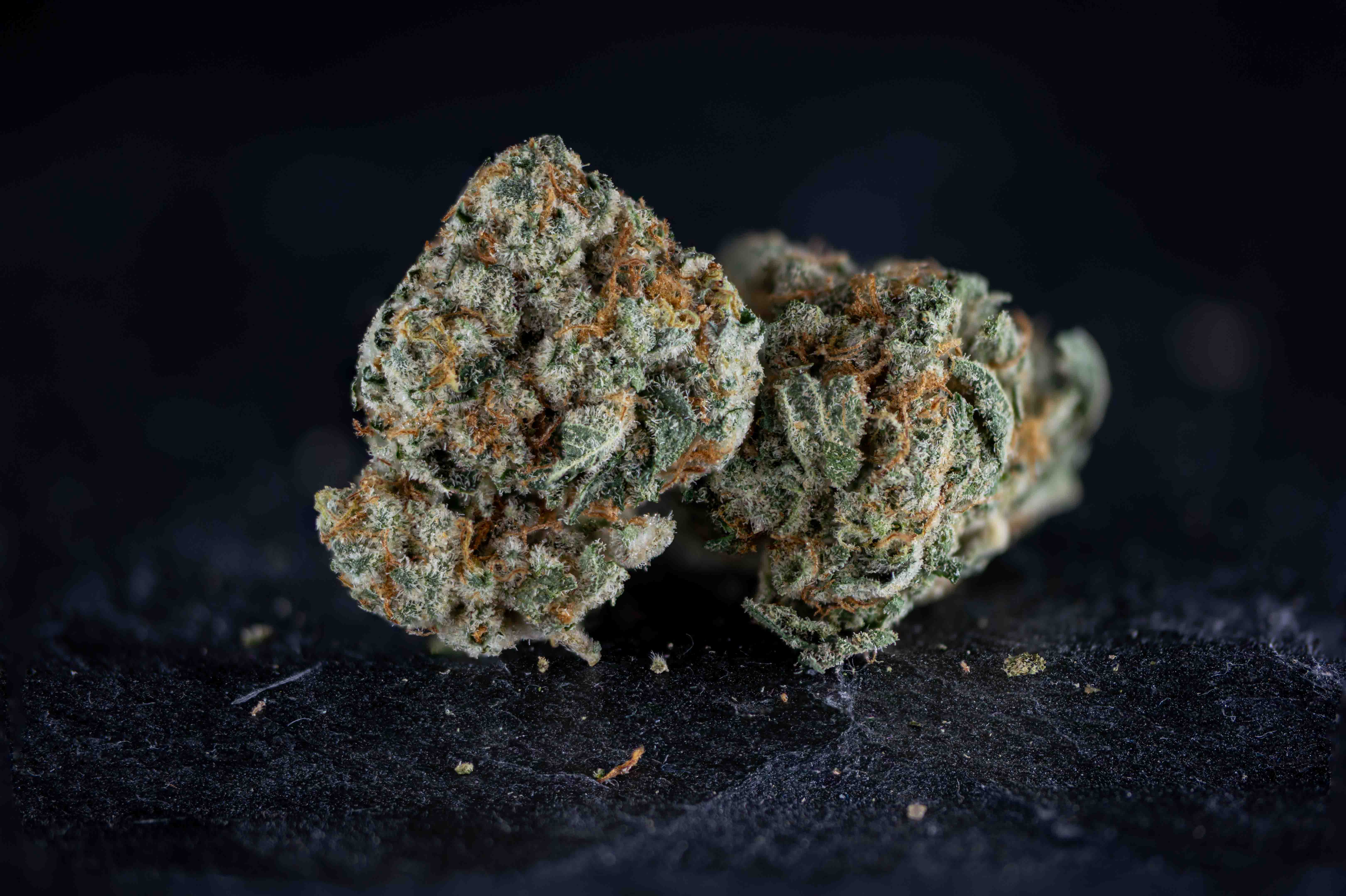 Gelatti cannabis strain