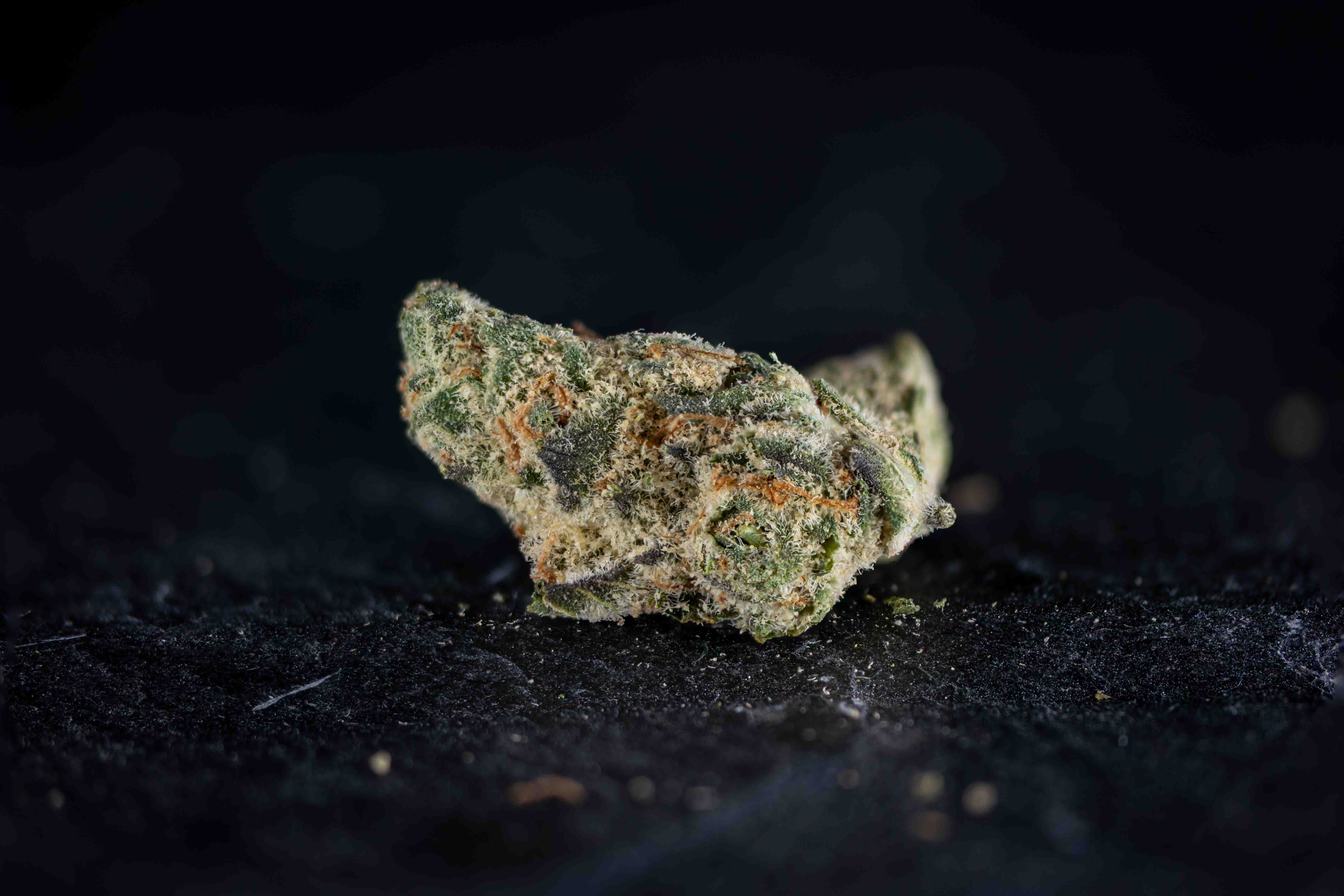 Squad Kush cannabis strain