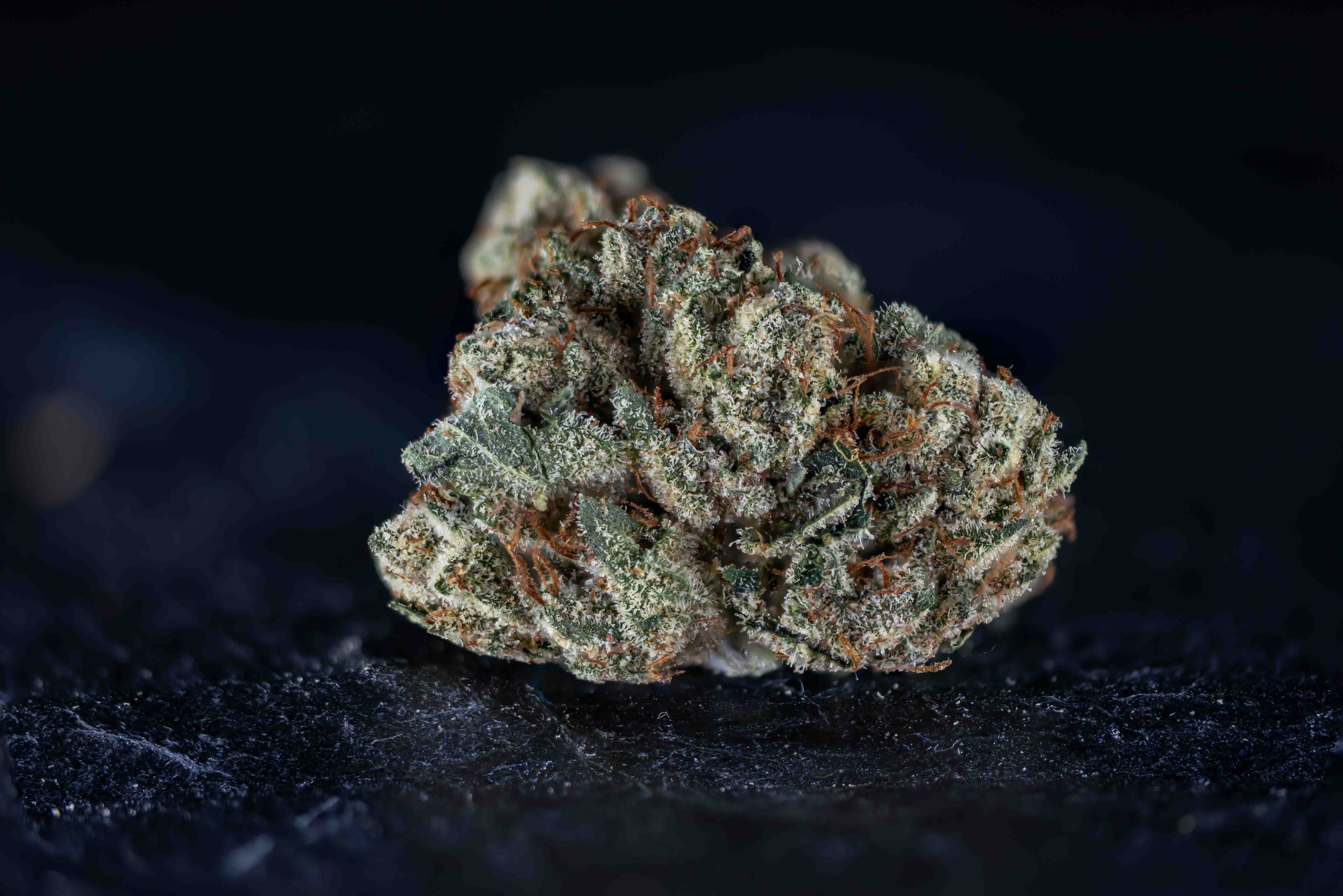 Ghost Pure Sweatband cannabis strain