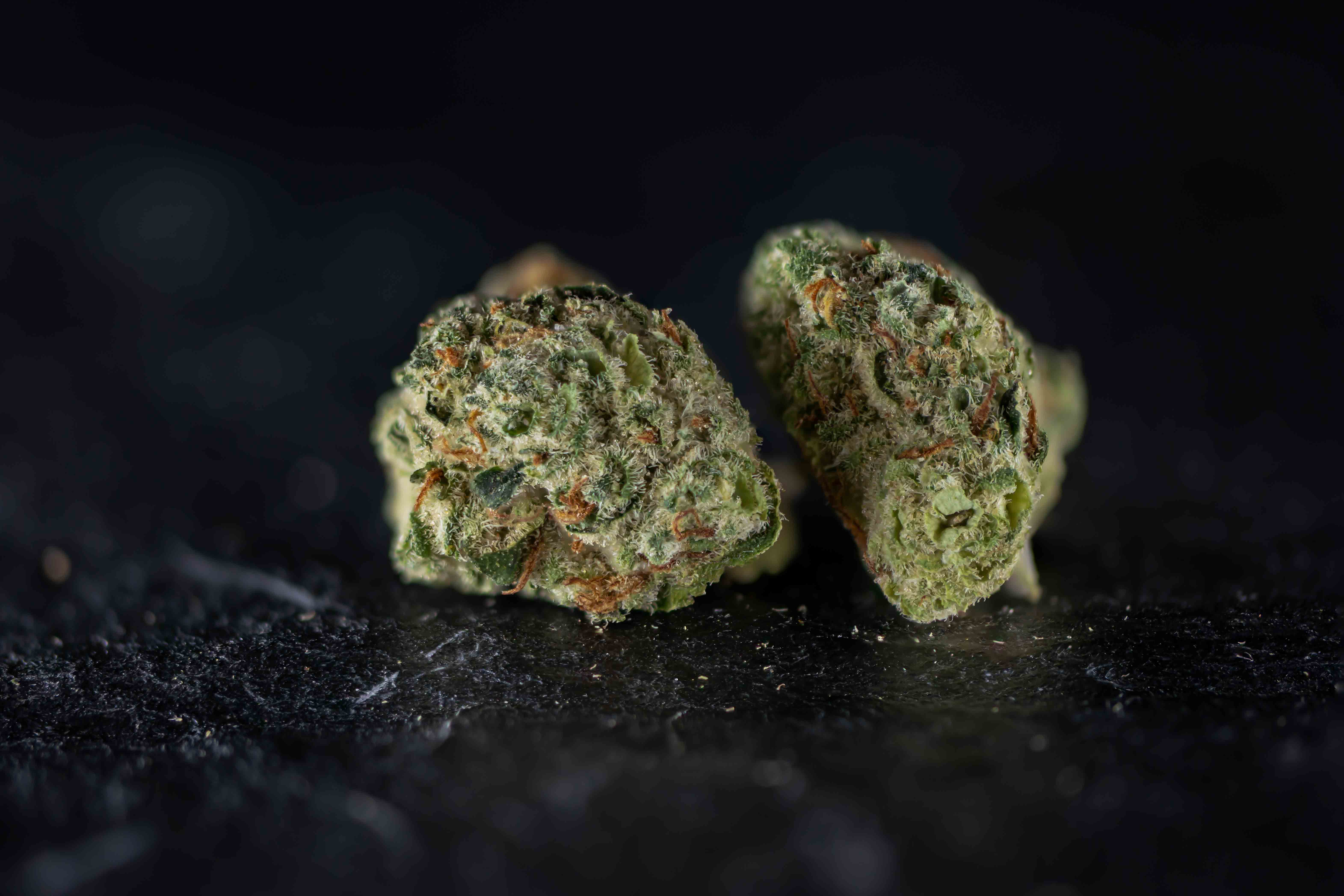 Wilson Zero cannabis strain