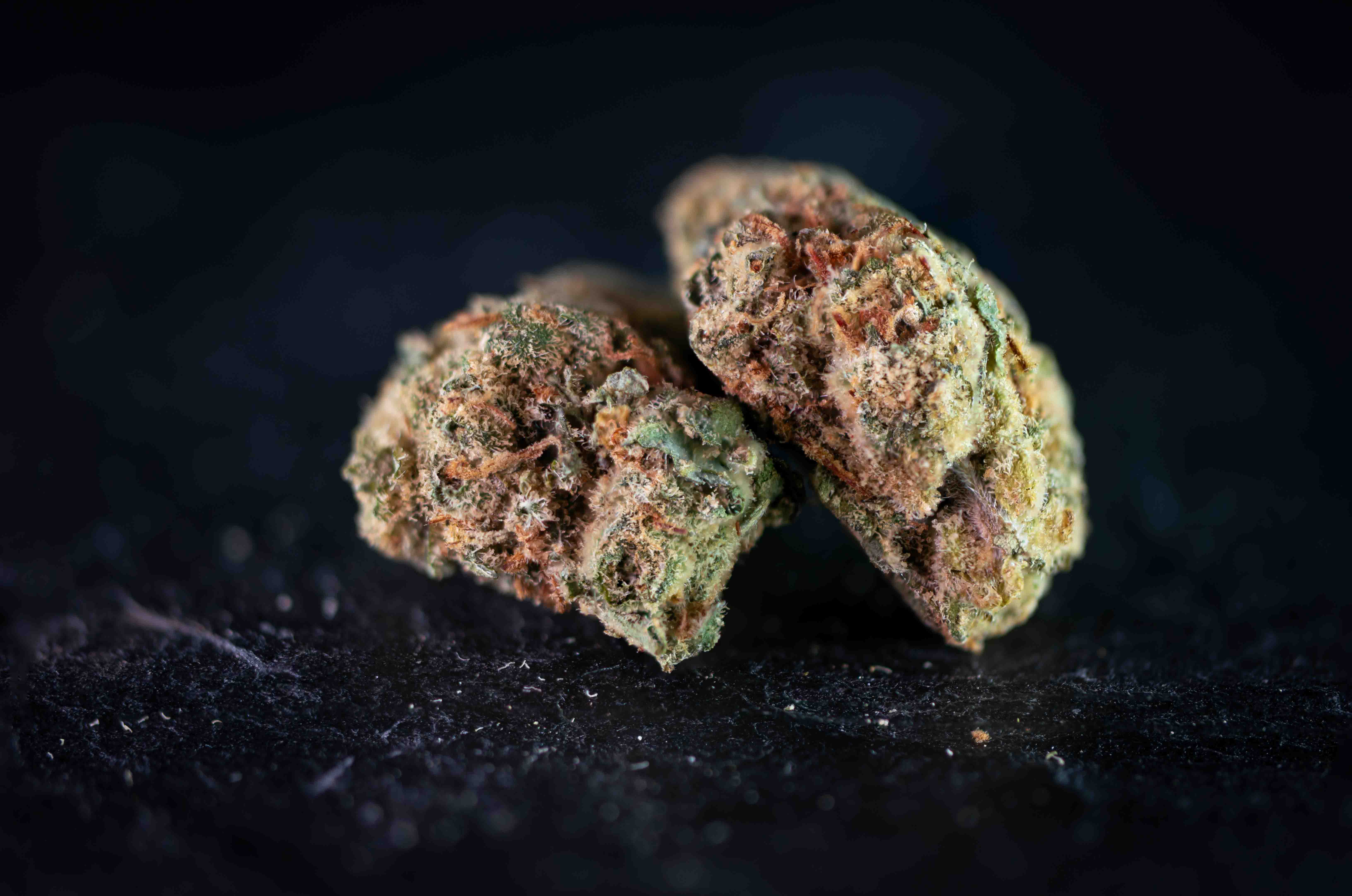 Haze Monkey by Linsboer cannabis strain