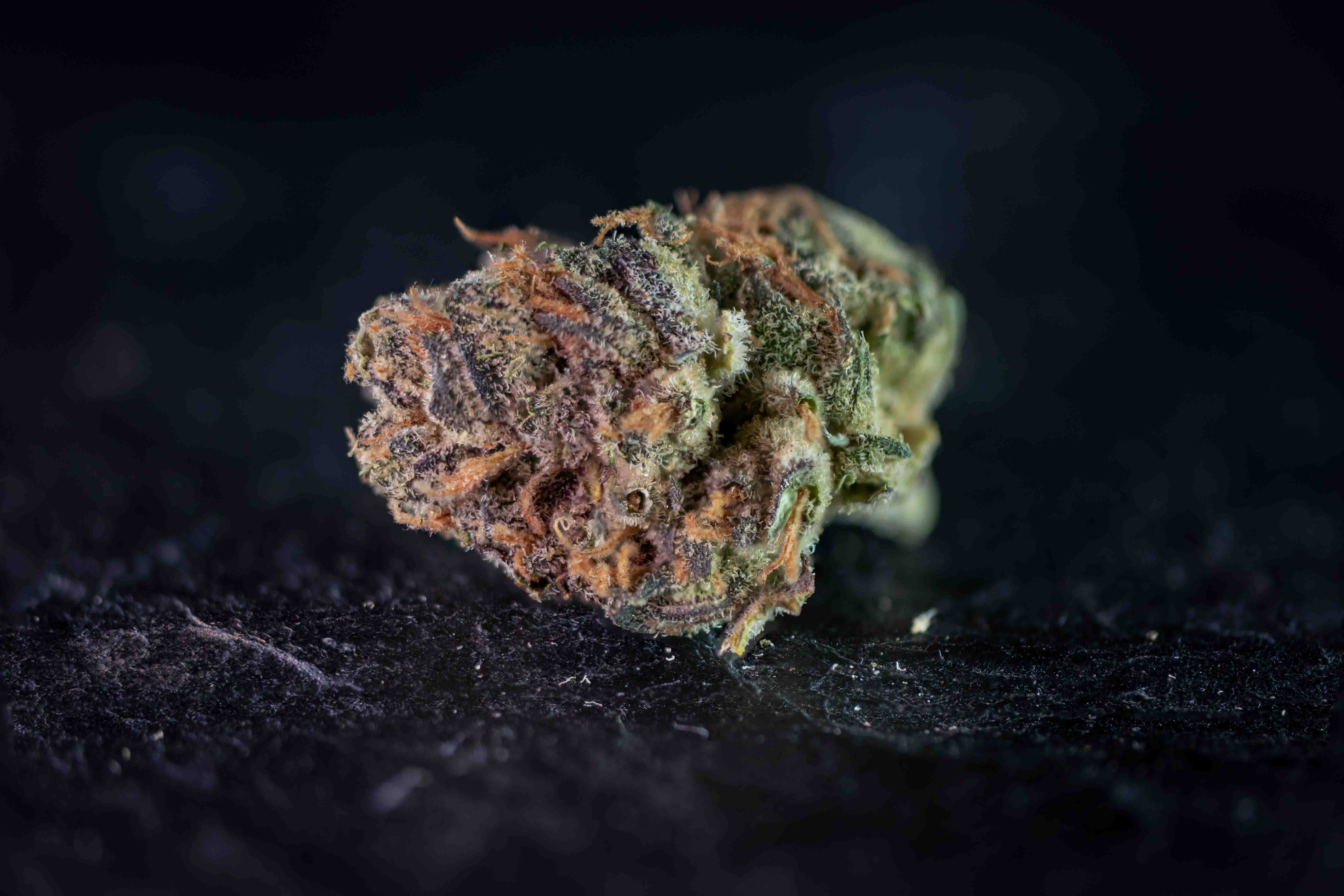 Waalwijks Wit by FYTA cannabis strain