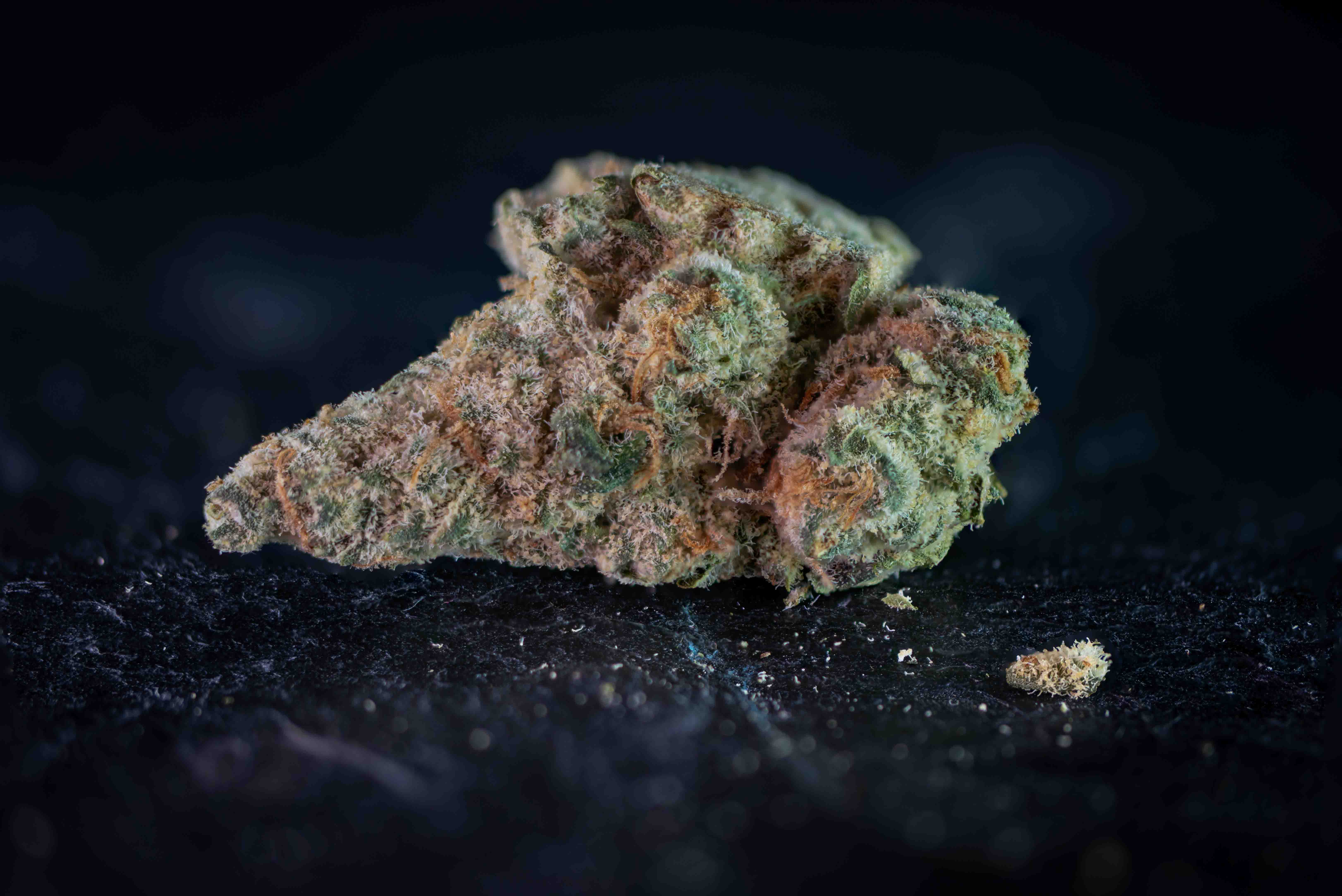Mike Tyson by Holigram cannabis strain