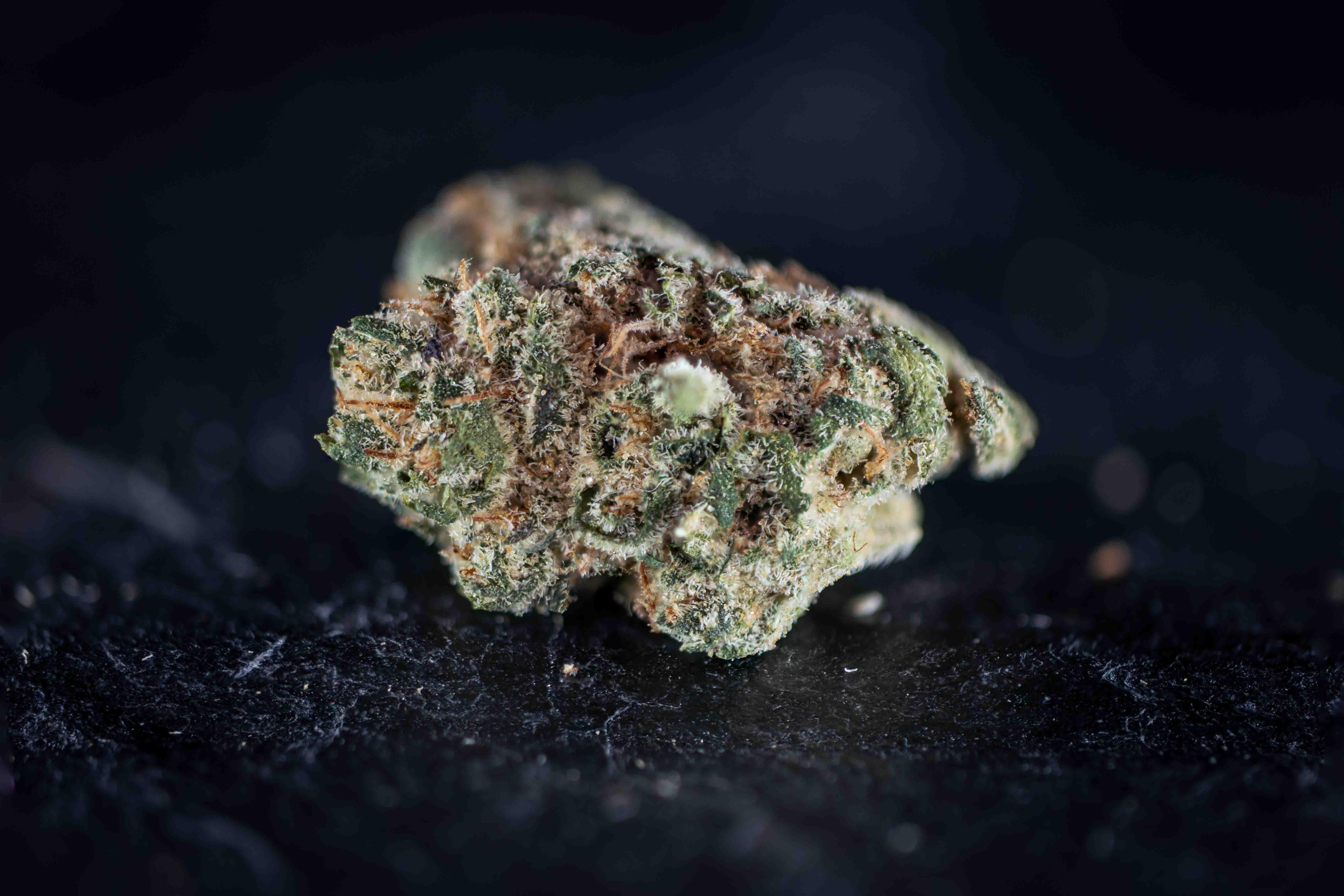Tropical Haze by Leli Holland cannabis strain