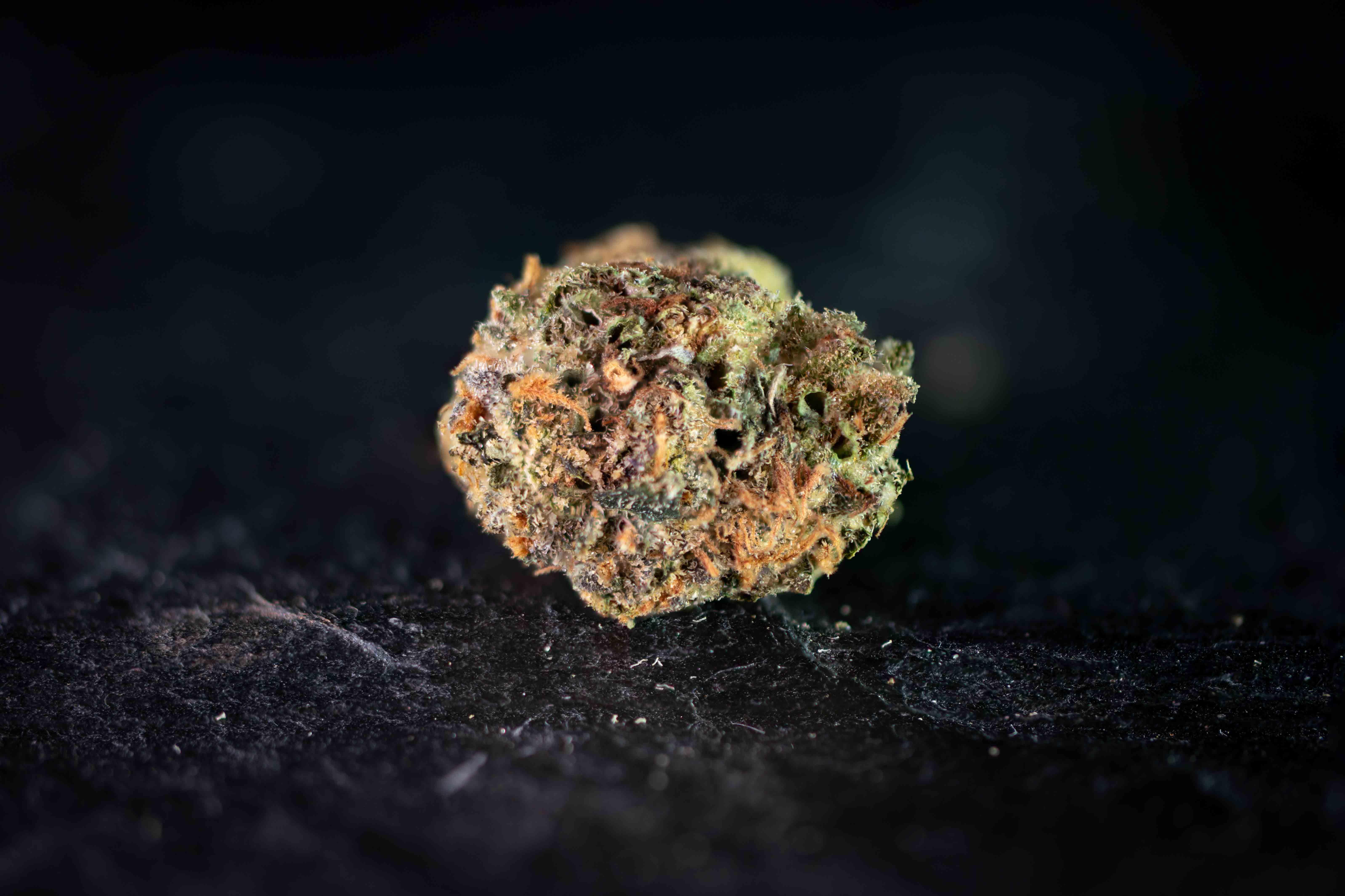Bacio Gelato by Linsboer cannabis strain