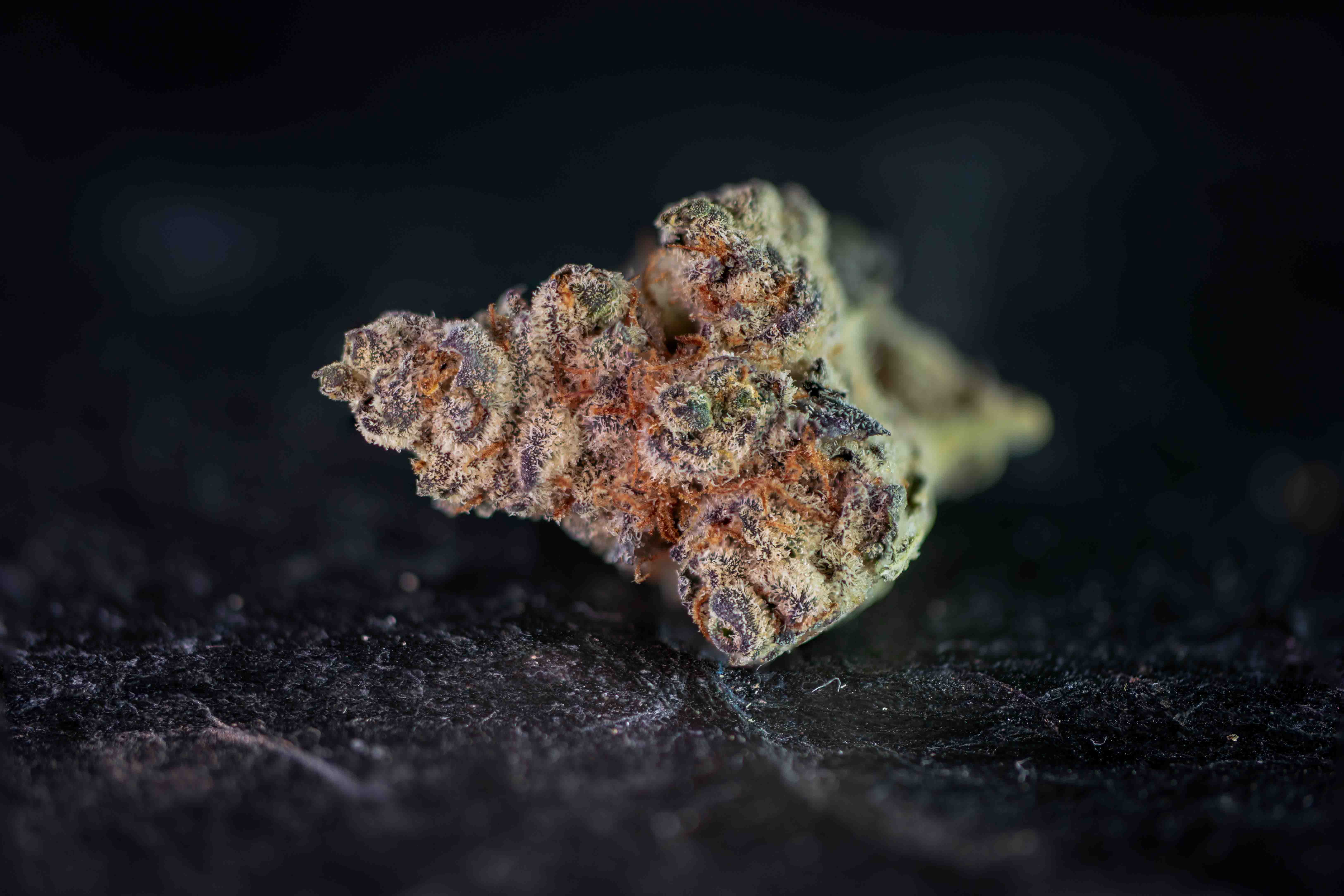 Super Mac by Growery cannabis strain