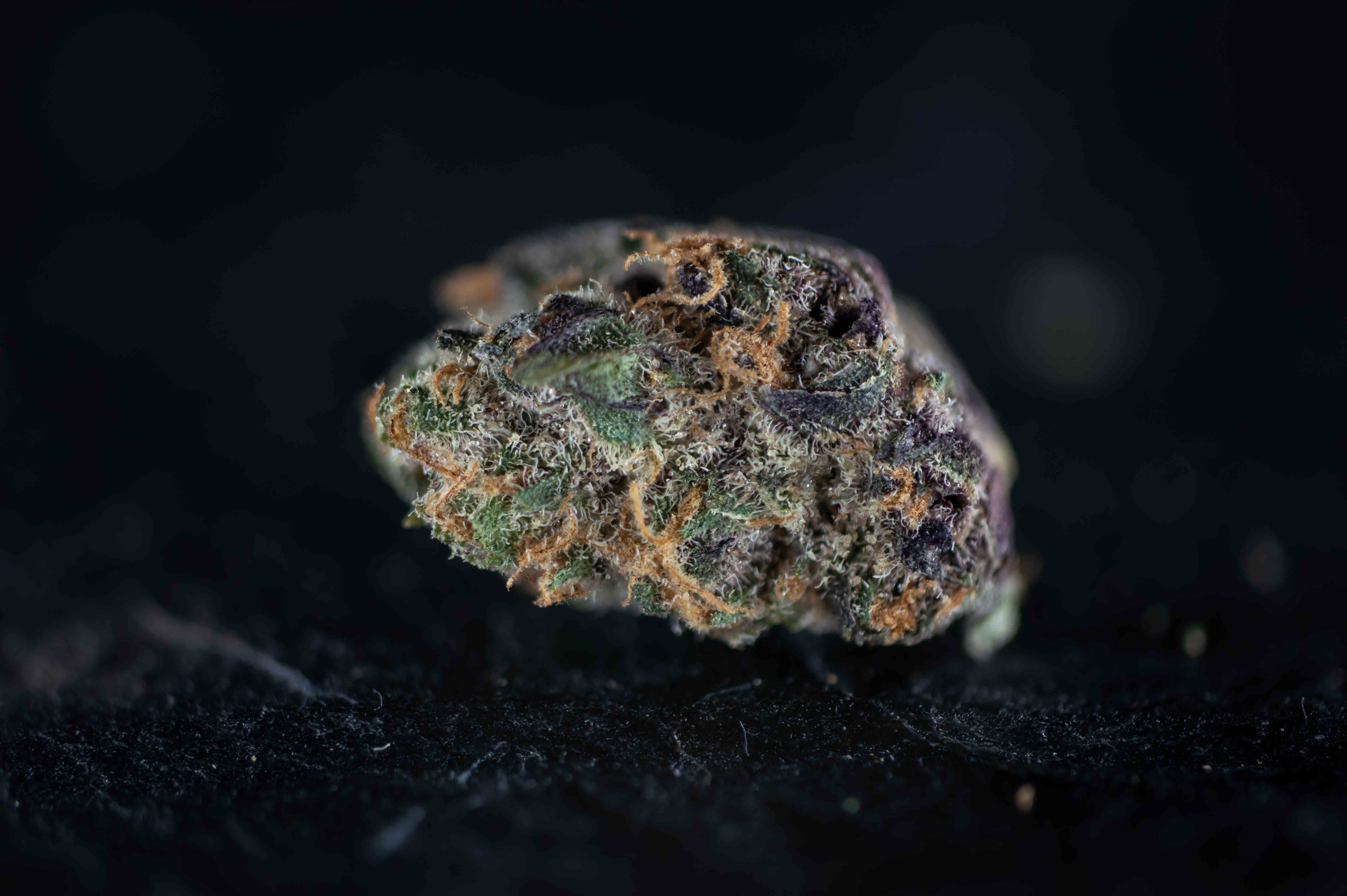Smackerz by Holigram cannabis strain