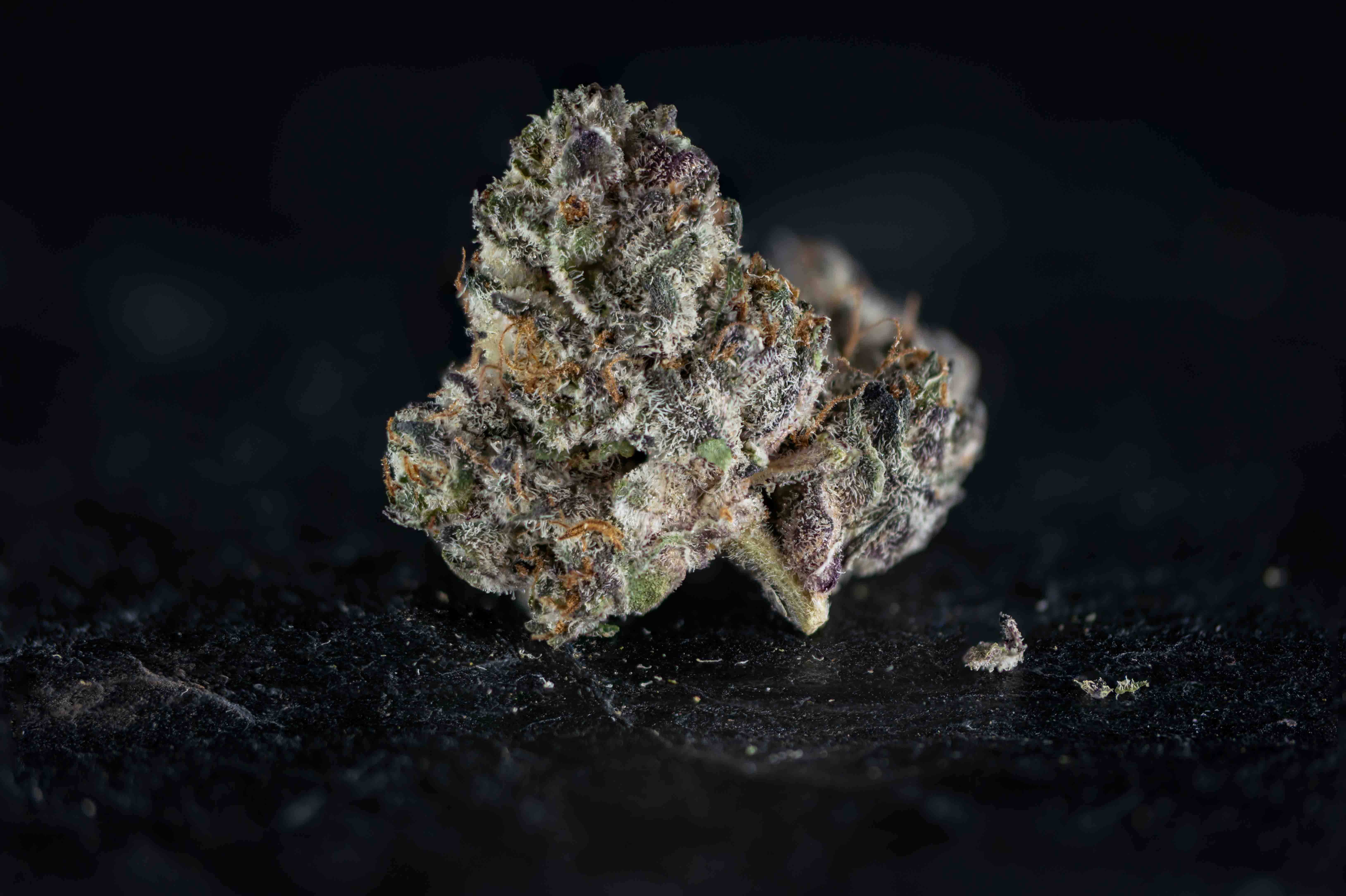 Oreoz by Linsboer cannabis strain