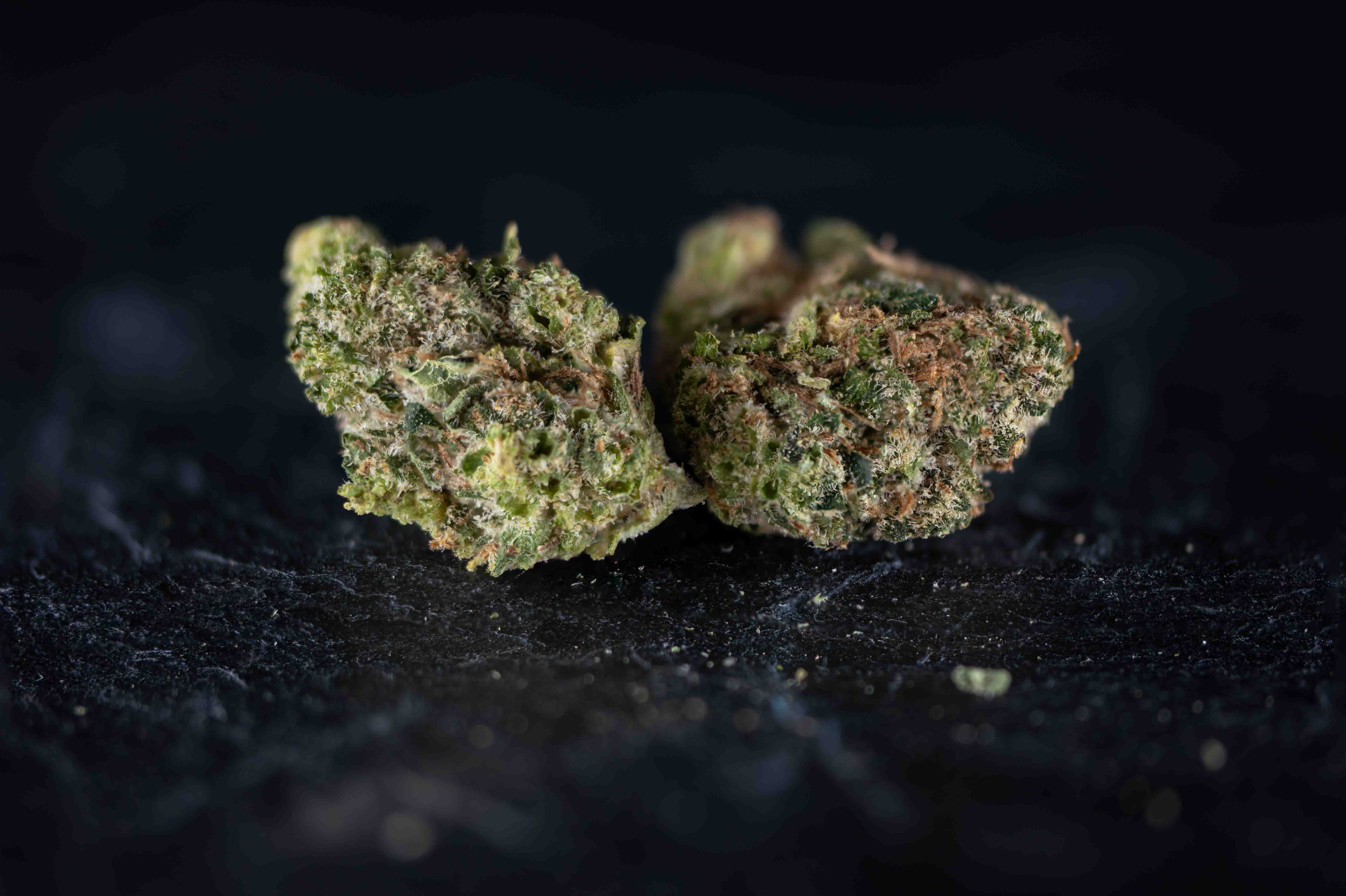 Blue Dream by FYTA cannabis strain