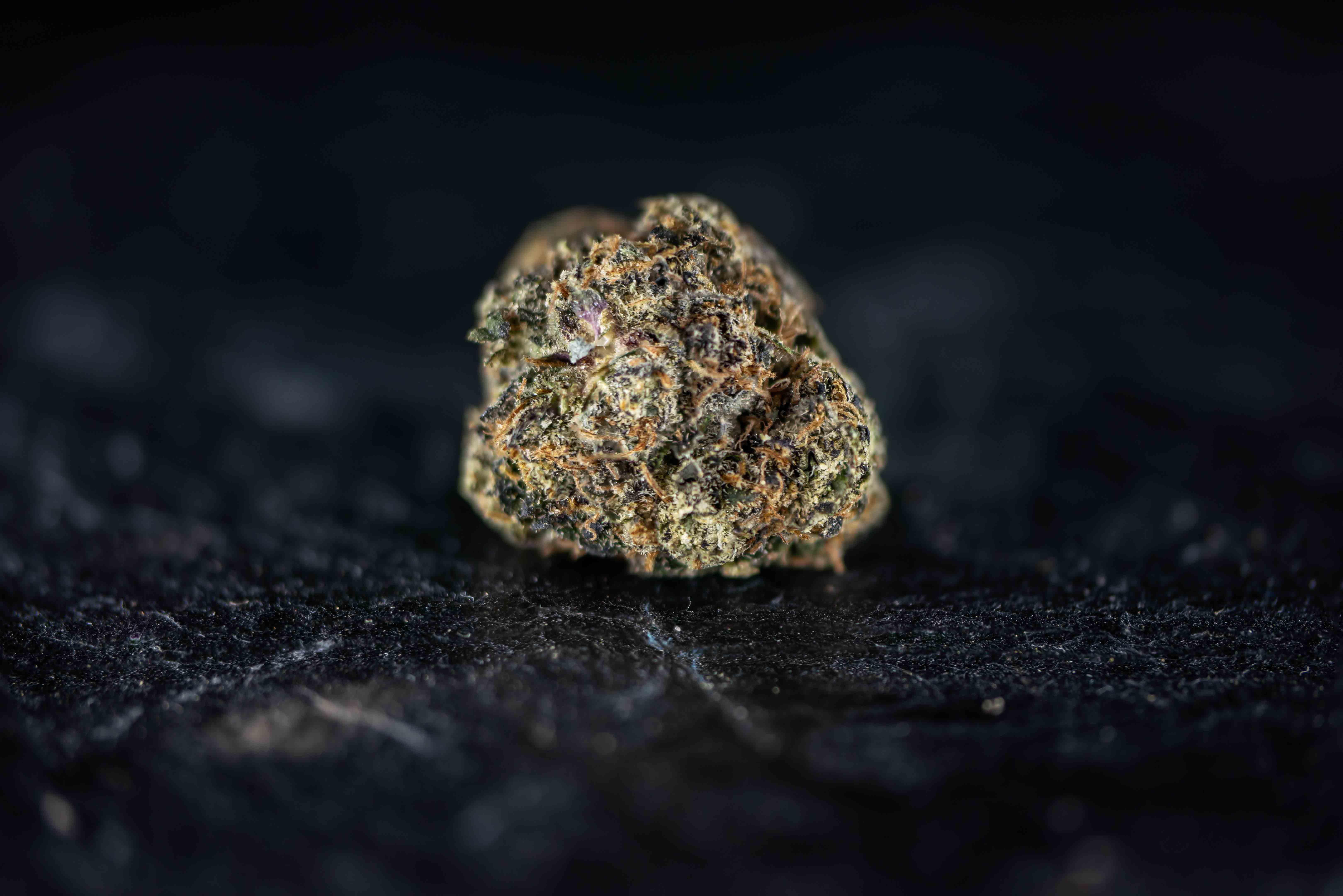 Rainbow Bacio by Hollandse Hoogtes cannabis strain