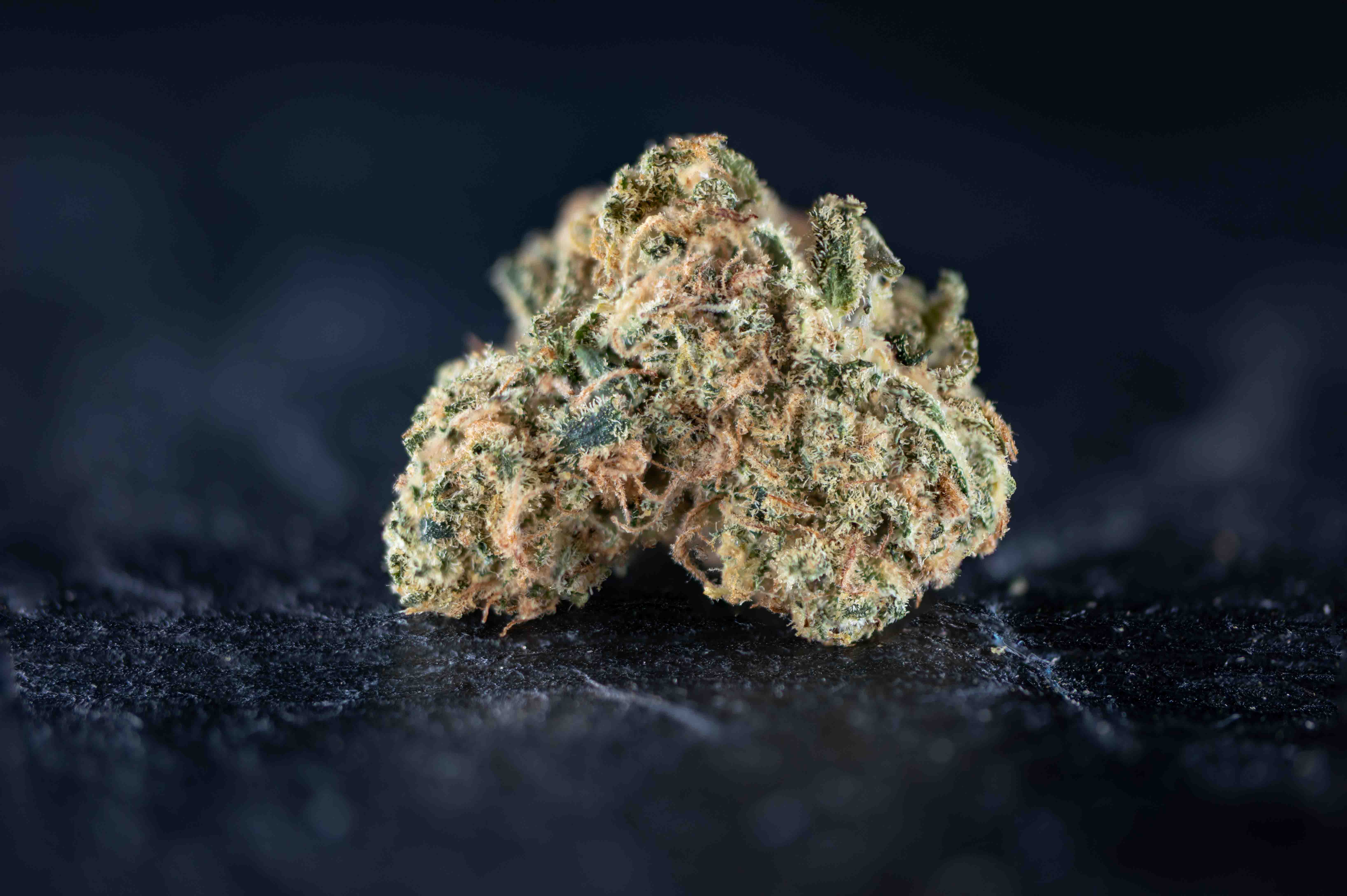 White Amnesia by Q-Farms cannabis strain