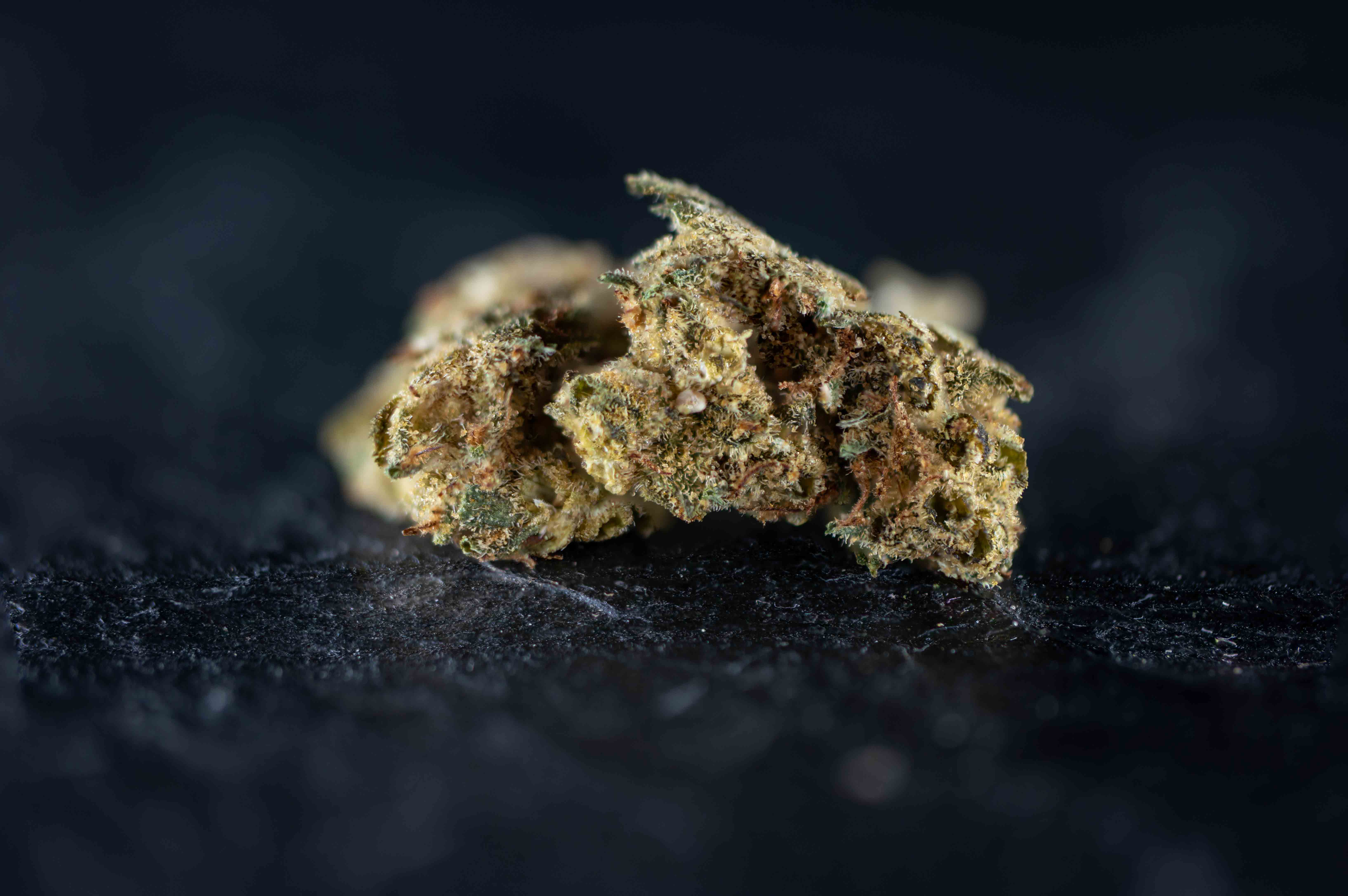 A5 Haze by Holigram cannabis strain