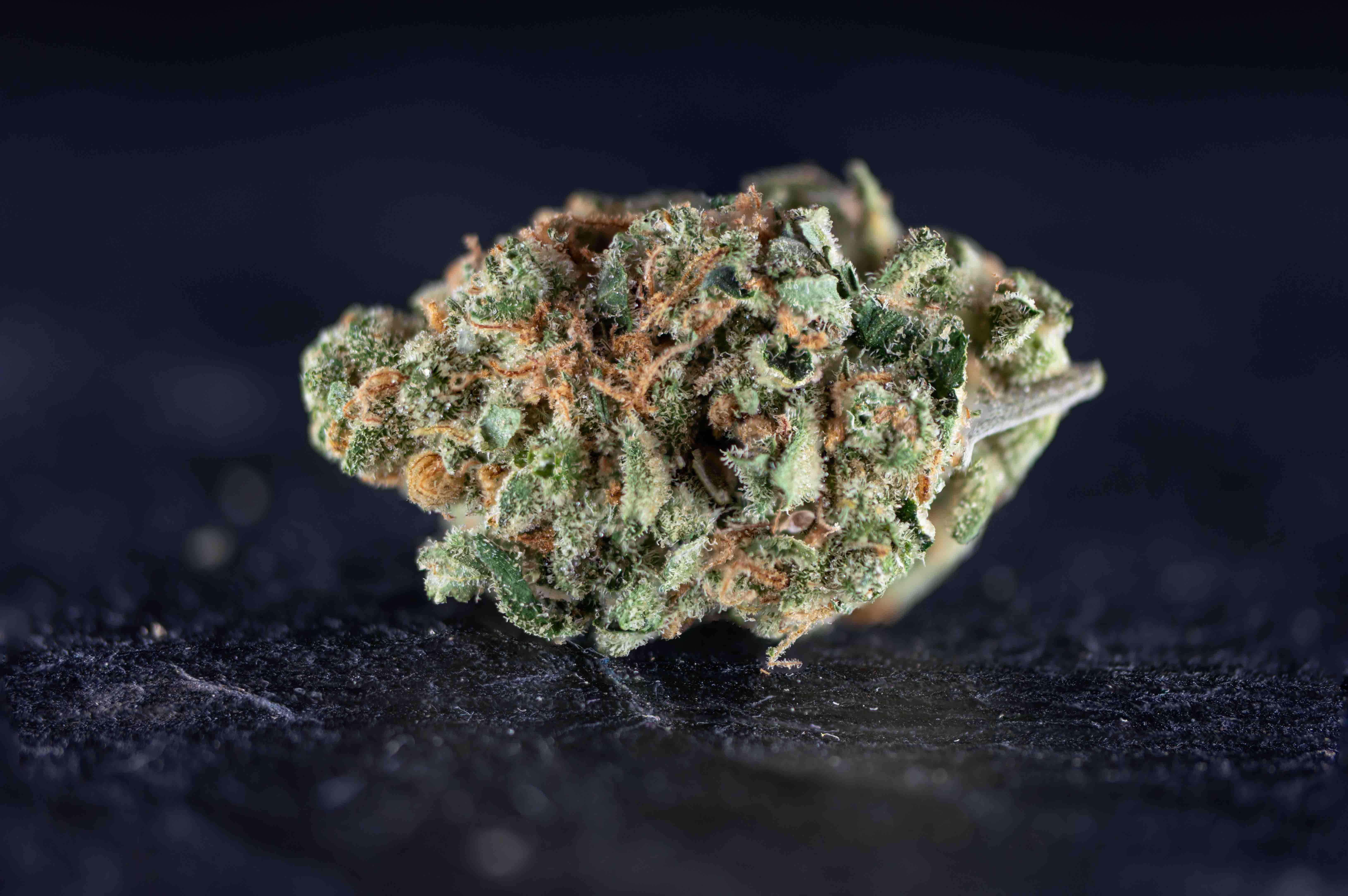 Amnesia Core Cut cannabis strain