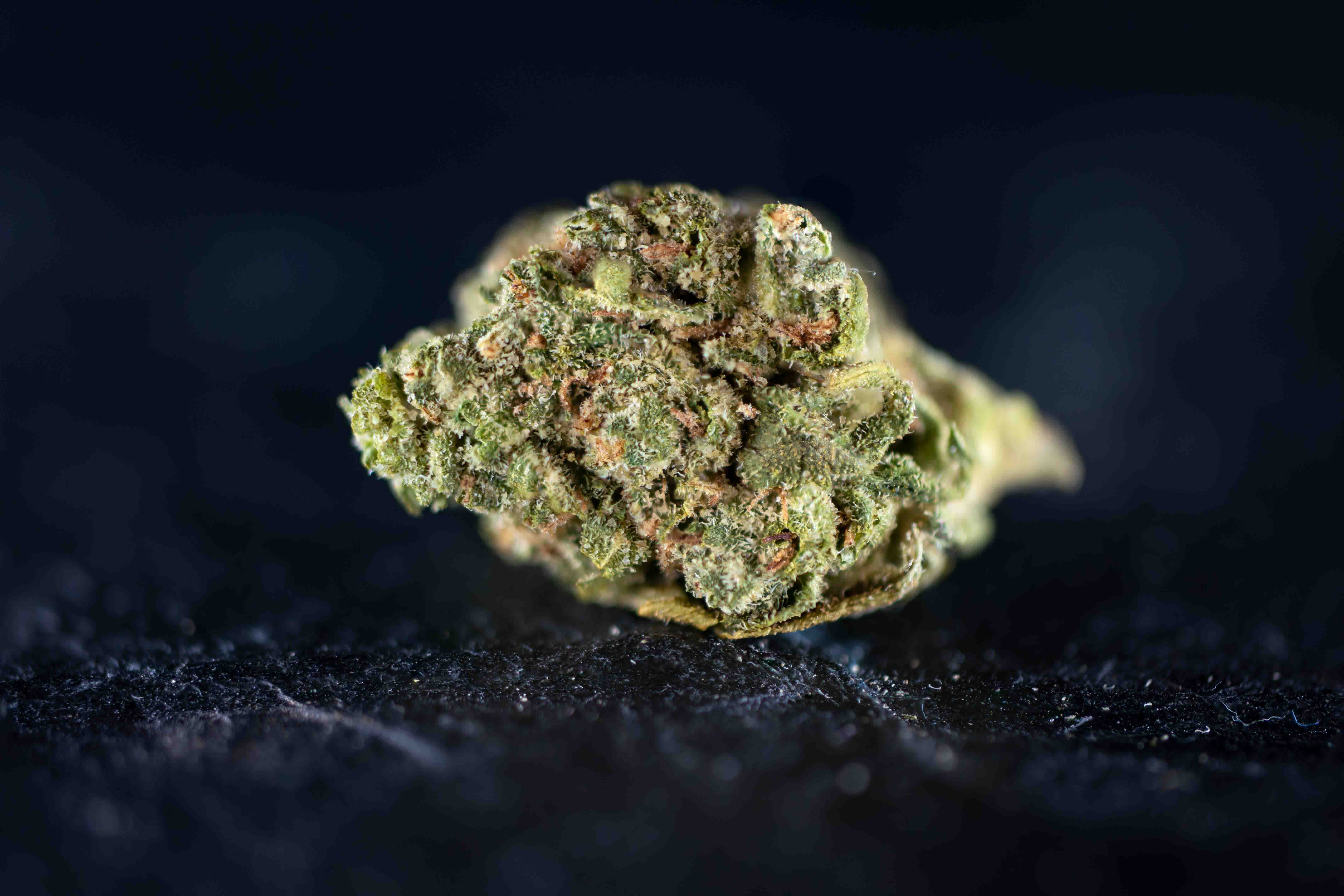 Sunkissed Melonade RuntZ cannabis strain