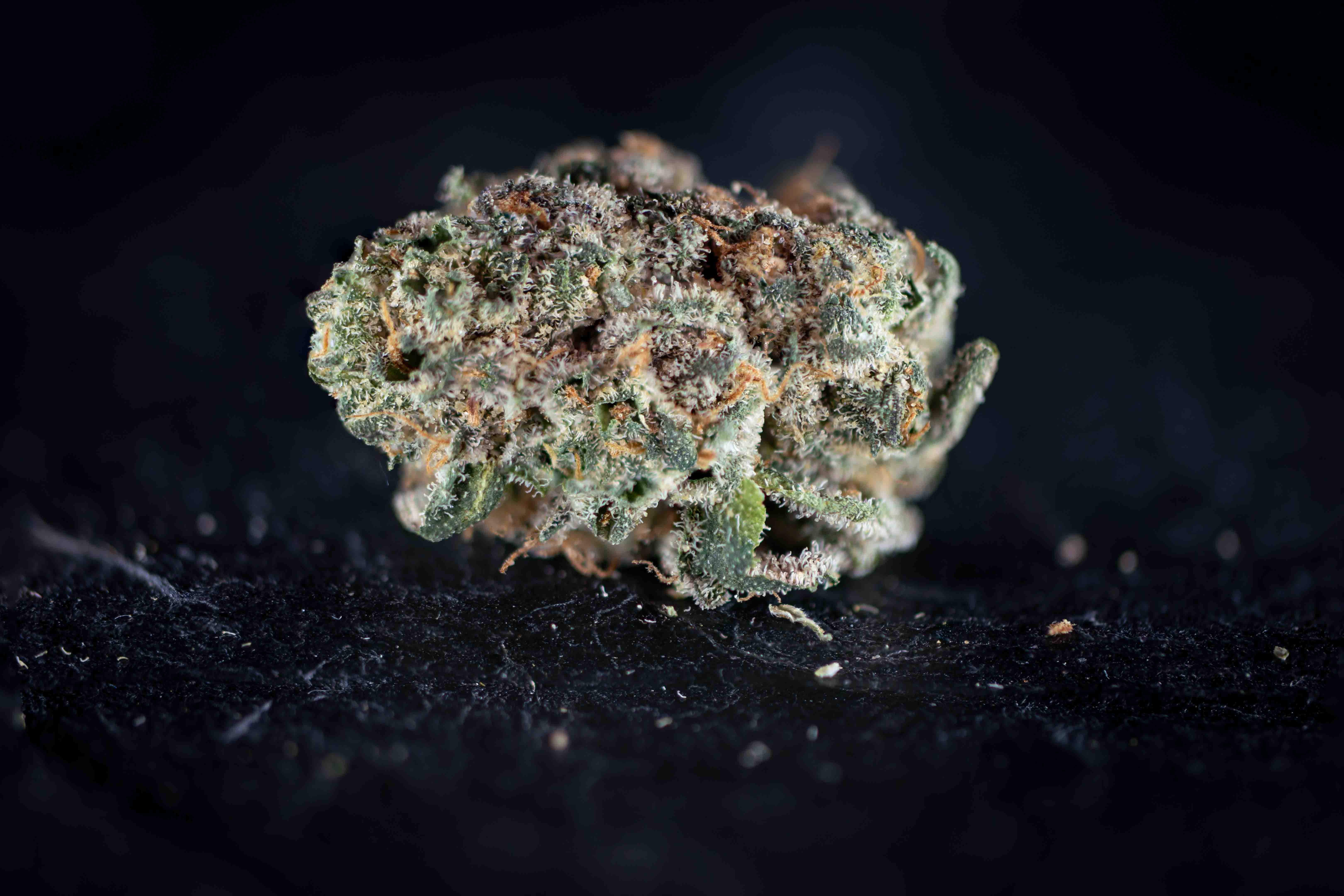 Ice Cream Cake cannabis strain