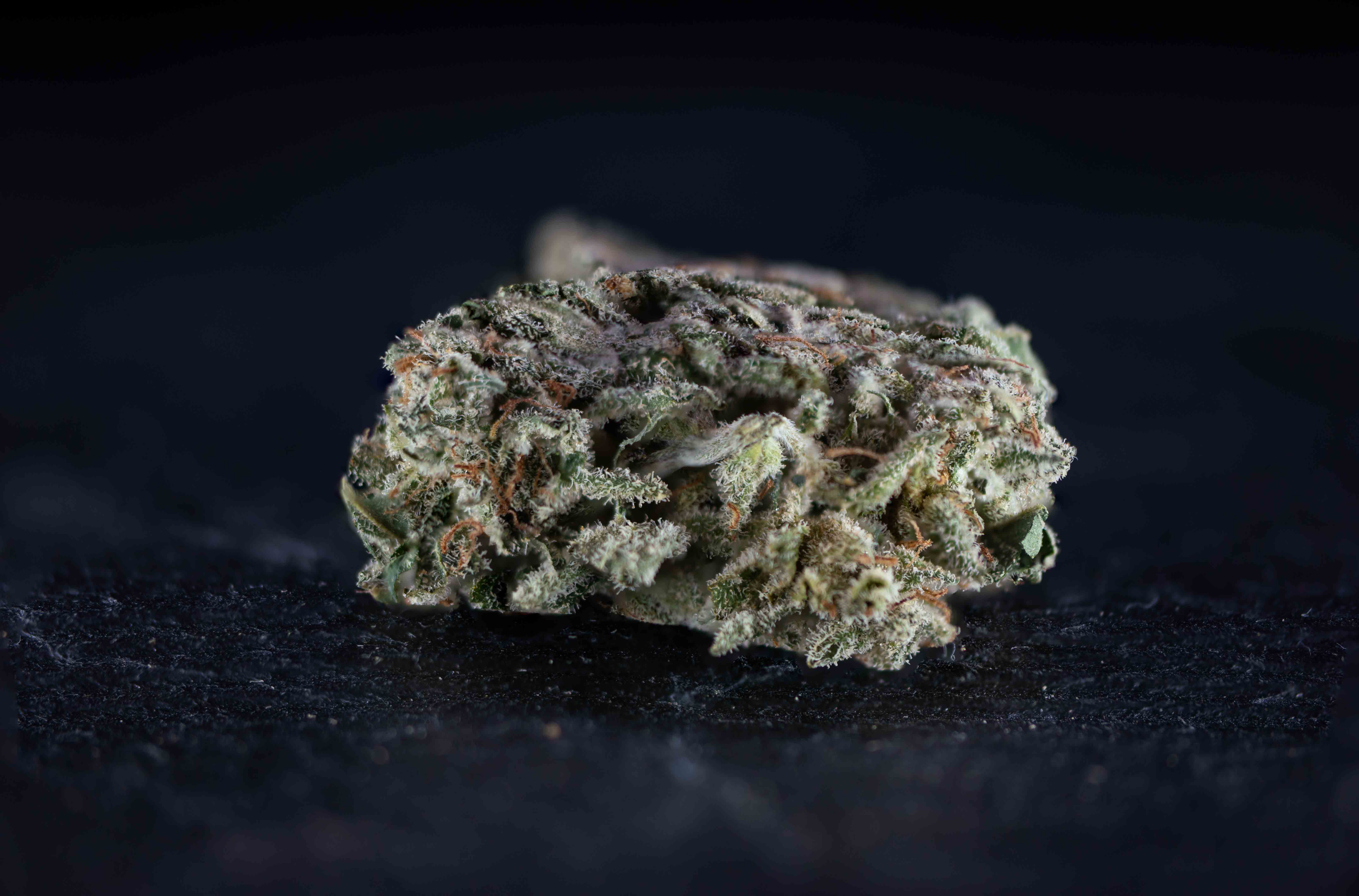 Suitcase by Hollandse Hoogtes cannabis strain