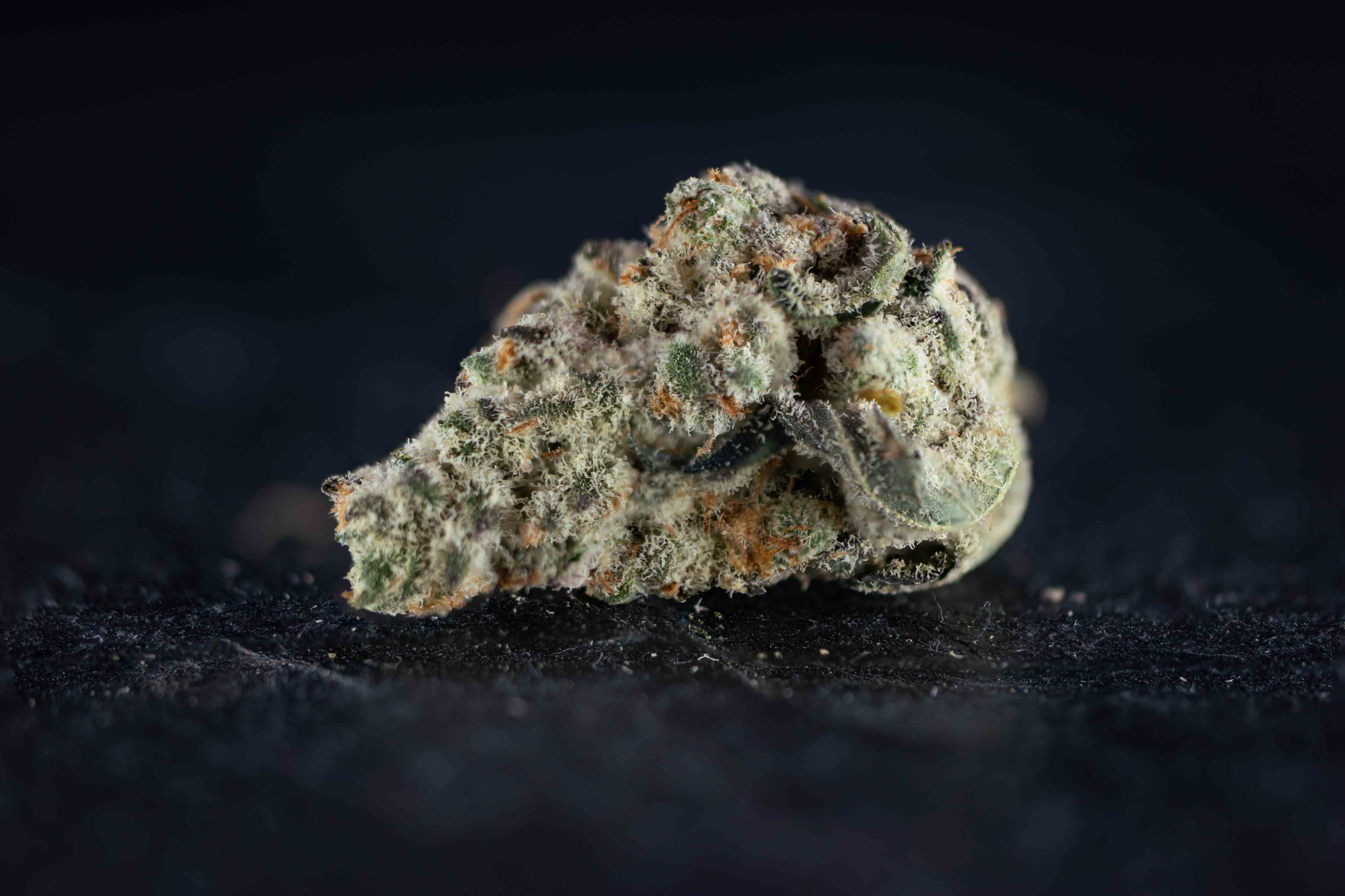 Platinum Gelato by Growery cannabis strain